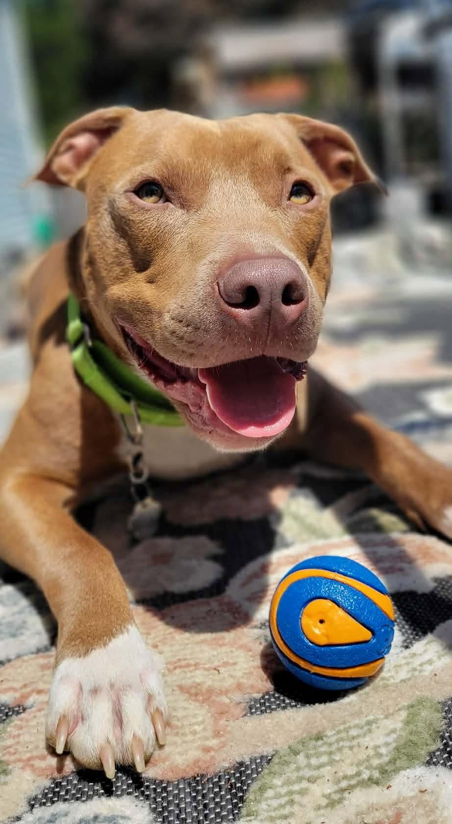 Enlarge Macchiato, a Adoptable Pit Bull Terrier in Rockville, MD image 2/3