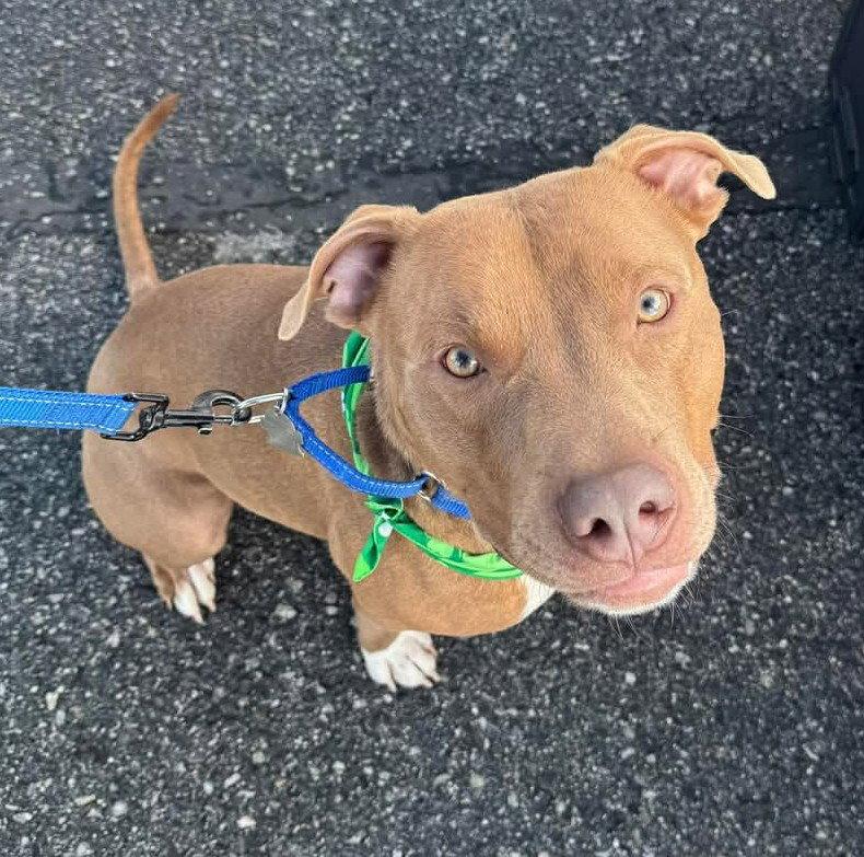 Enlarge Macchiato, a Adoptable Pit Bull Terrier in Rockville, MD image 3/3