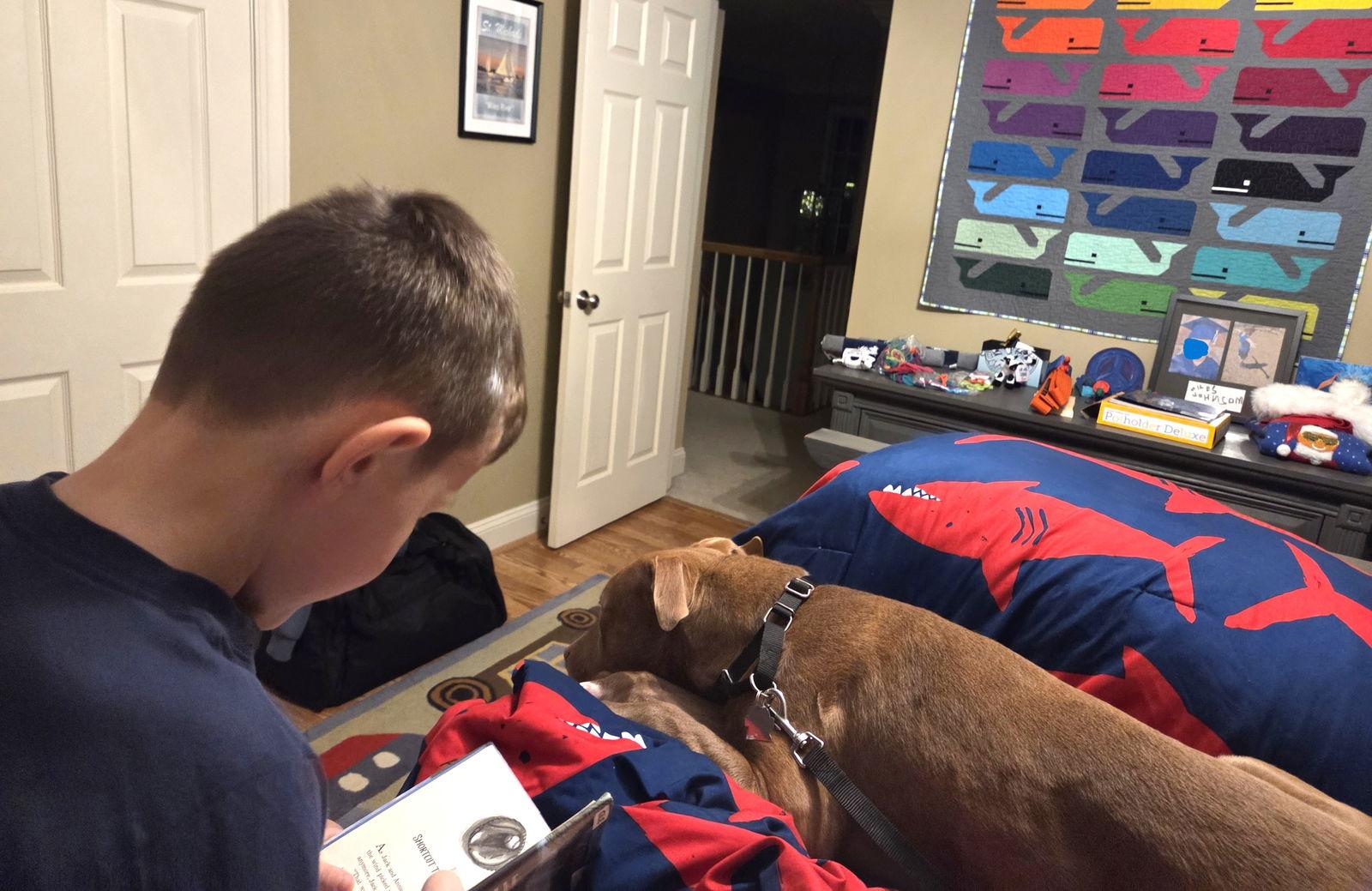 Enlarge Macchiato, a Adoptable Pit Bull Terrier in Rockville, MD image 3/3