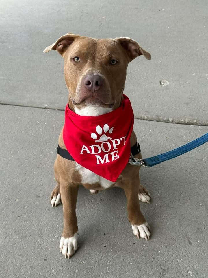 Enlarge Macchiato, a Adoptable Pit Bull Terrier in Rockville, MD image 3/3