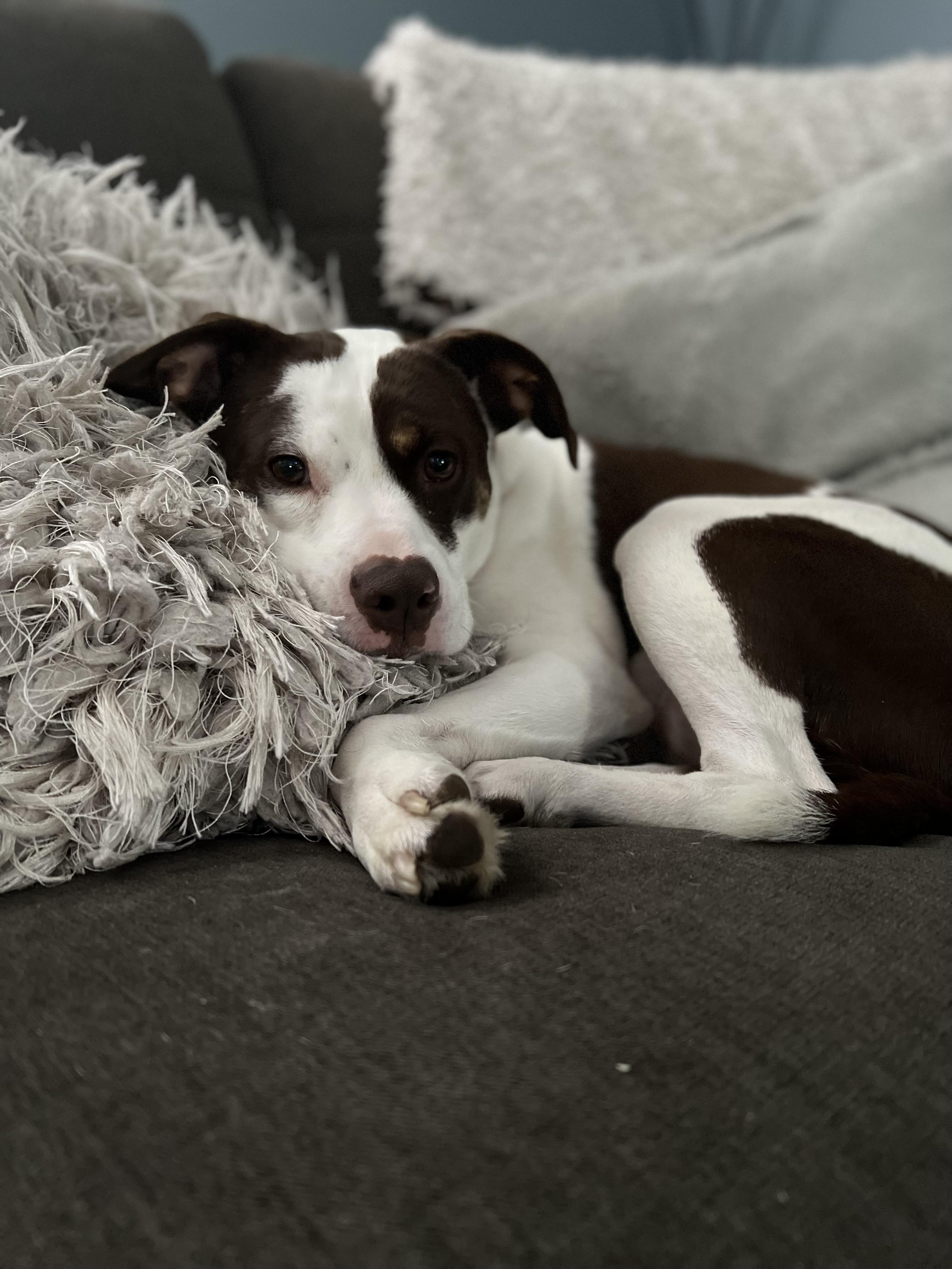 Enlarge Kimber, a Adoptable mixed breed in Fremont, MI image 2/6
