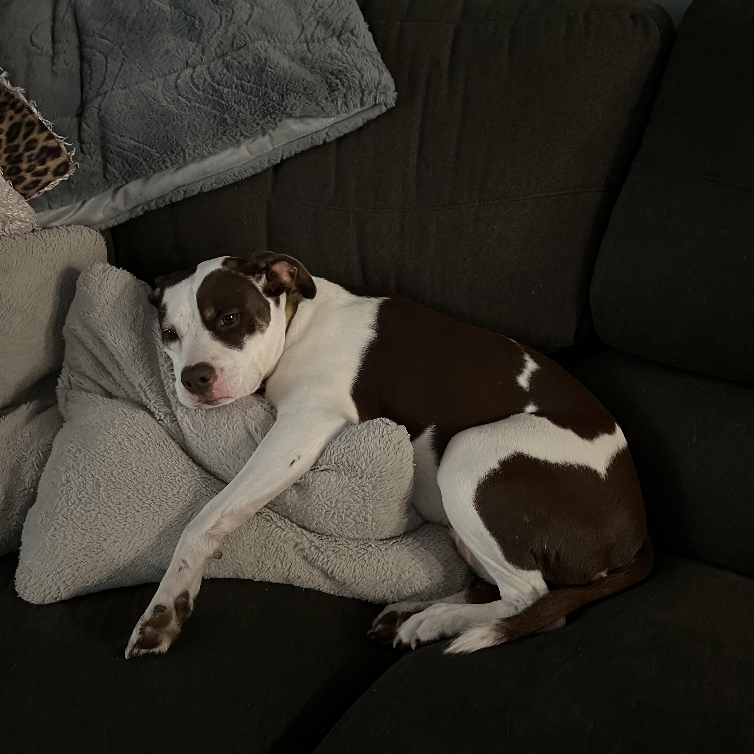 Enlarge Kimber, a Adoptable mixed breed in Fremont, MI image 5/6