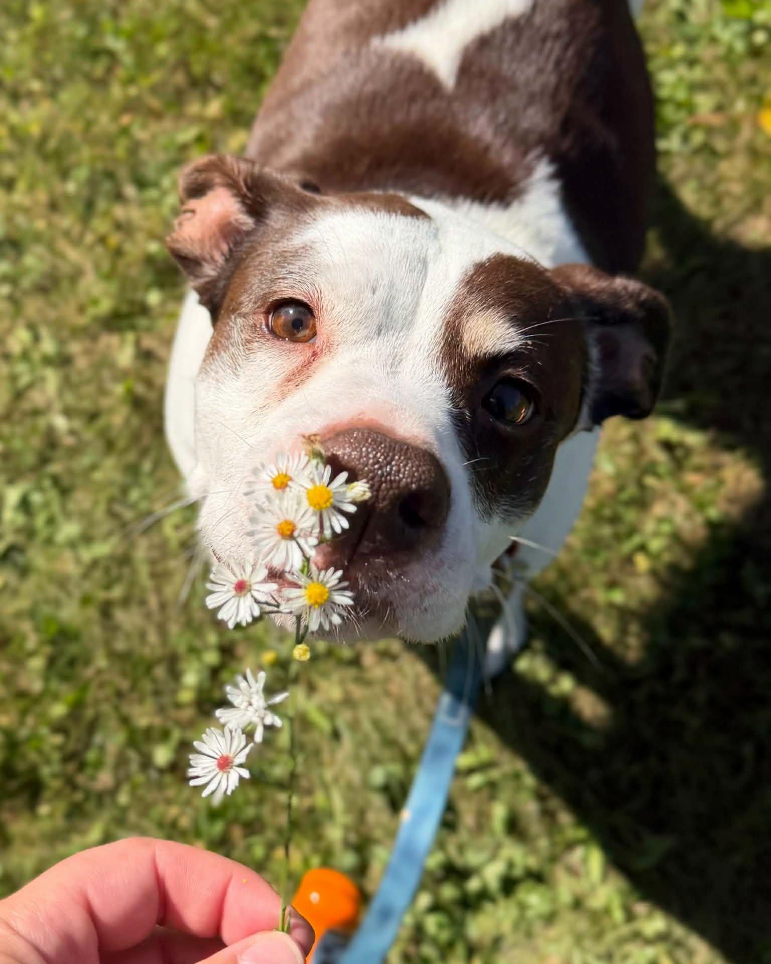 Enlarge Kimber, a Adoptable mixed breed in Fremont, MI image 1/6