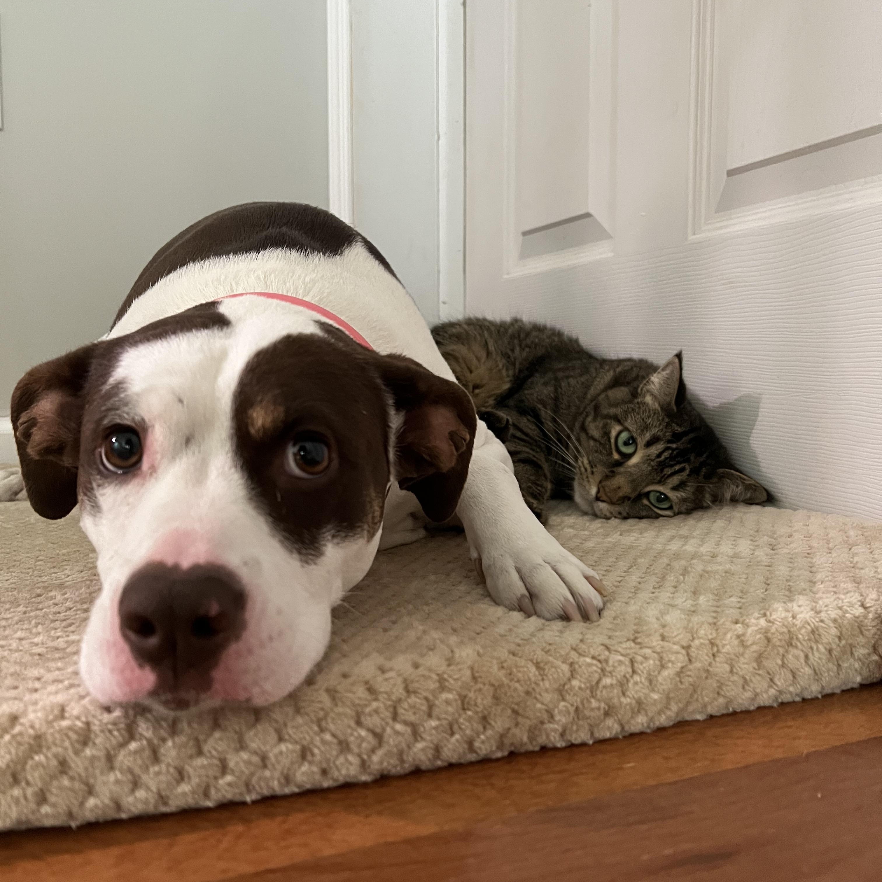 Enlarge Kimber, a Adoptable mixed breed in Fremont, MI image 3/6