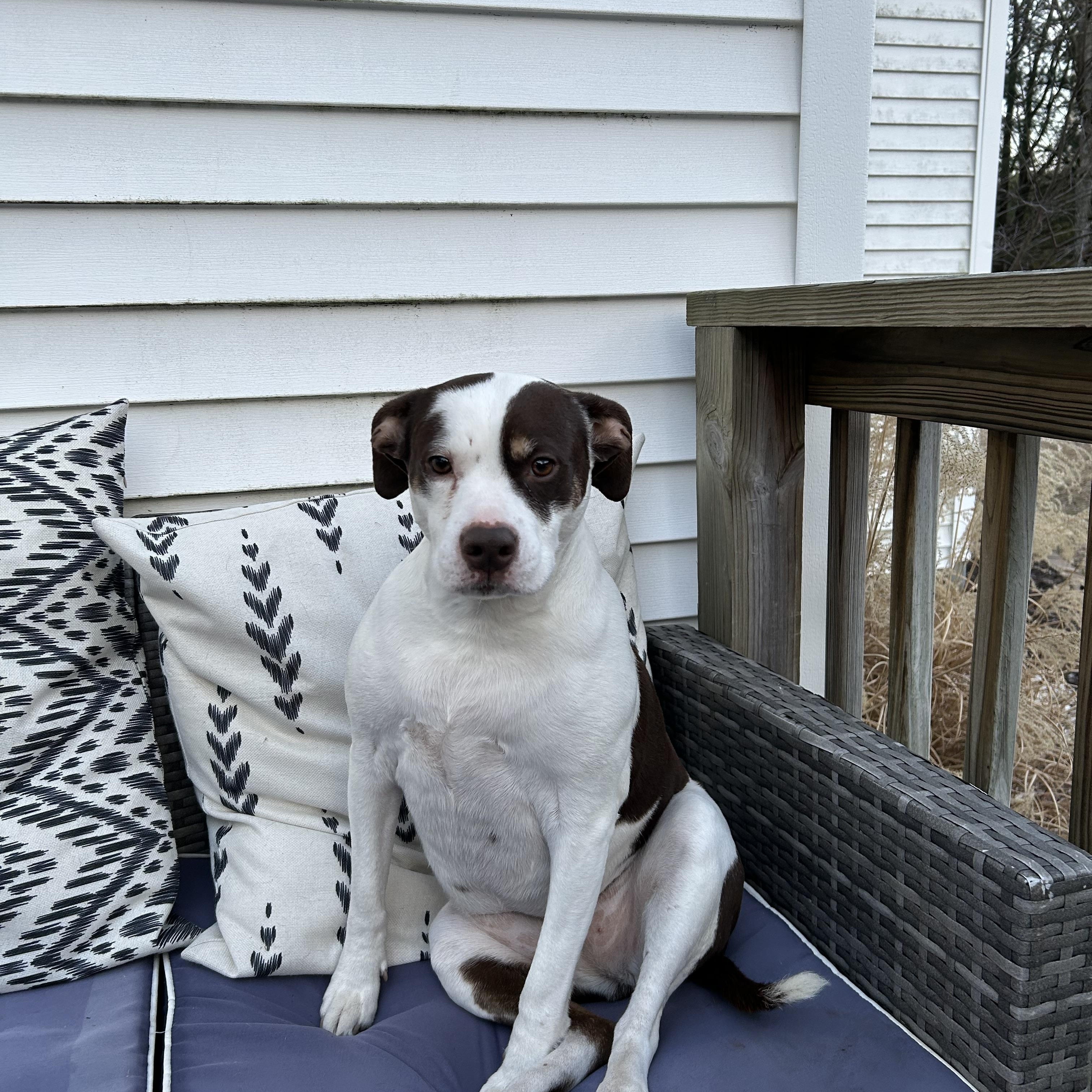 Enlarge Kimber, a Adoptable mixed breed in Fremont, MI image 6/6