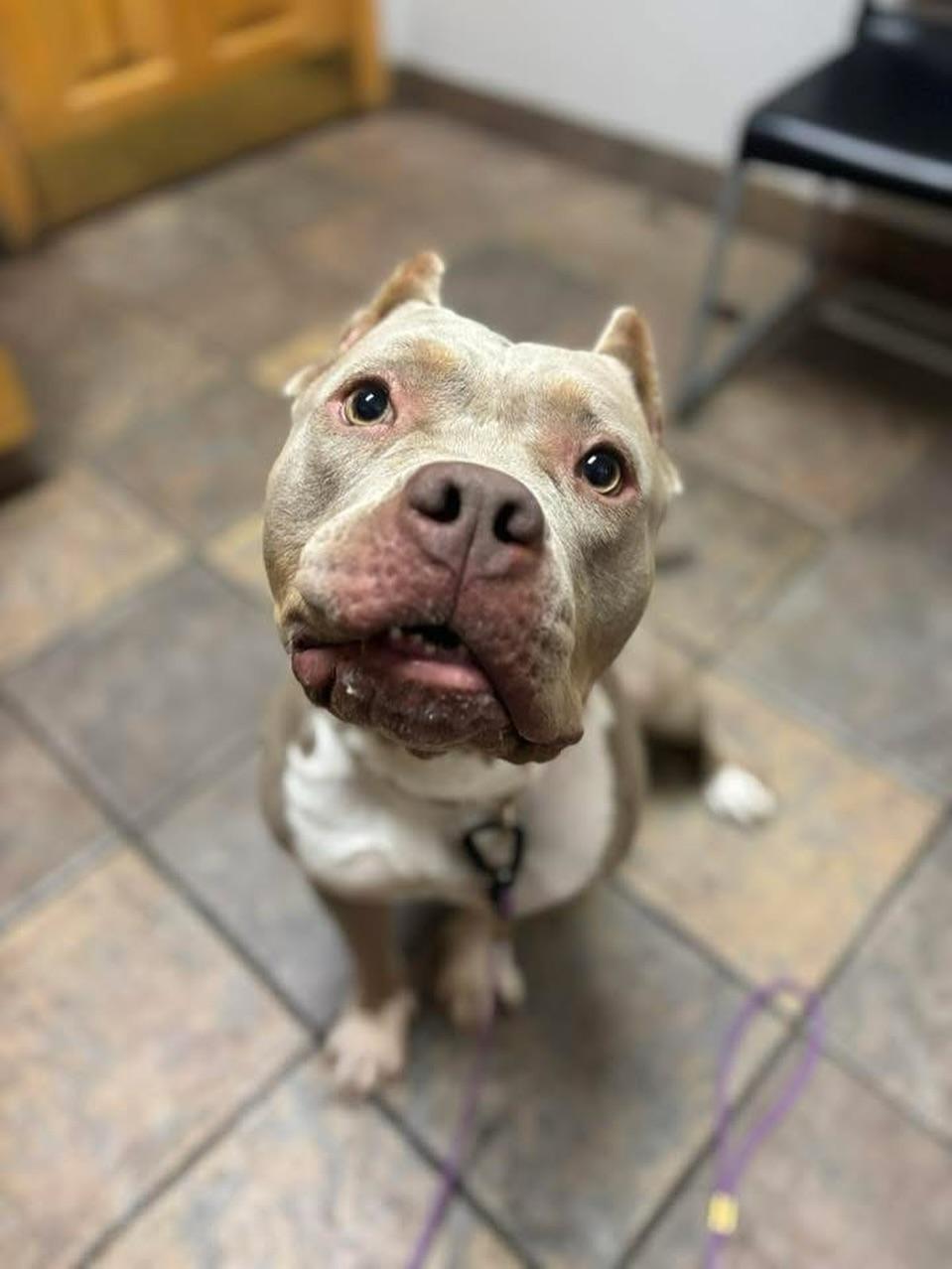 Enlarge Asia, a ADOPTABLE mixed breed in GUELPH, ON image 3/3