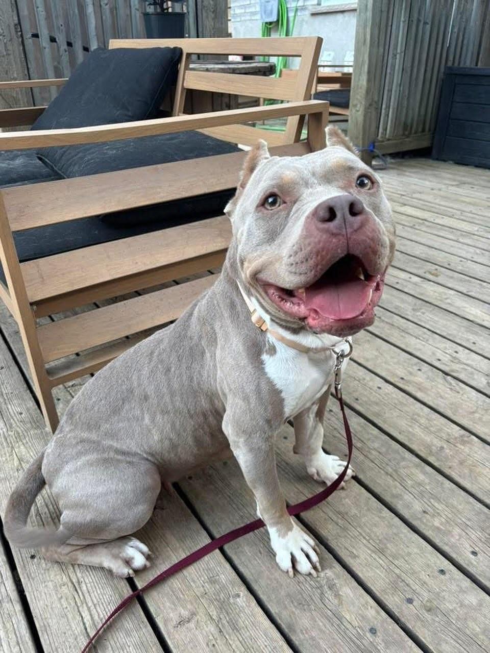 Enlarge Asia, a ADOPTABLE mixed breed in GUELPH, ON image 2/3