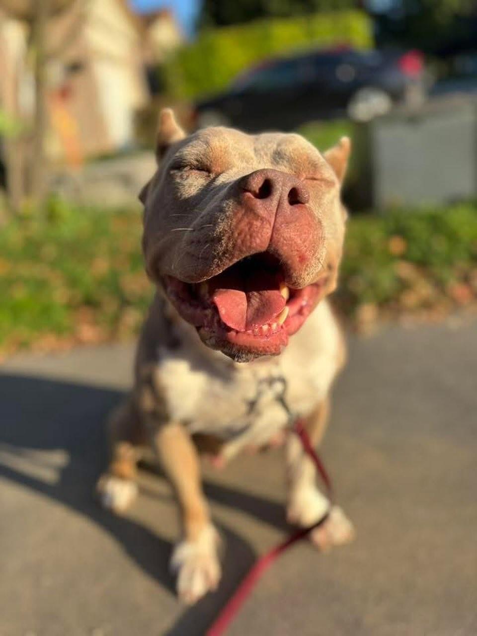 Asia, ADOPTABLE, Young Female American Bully.