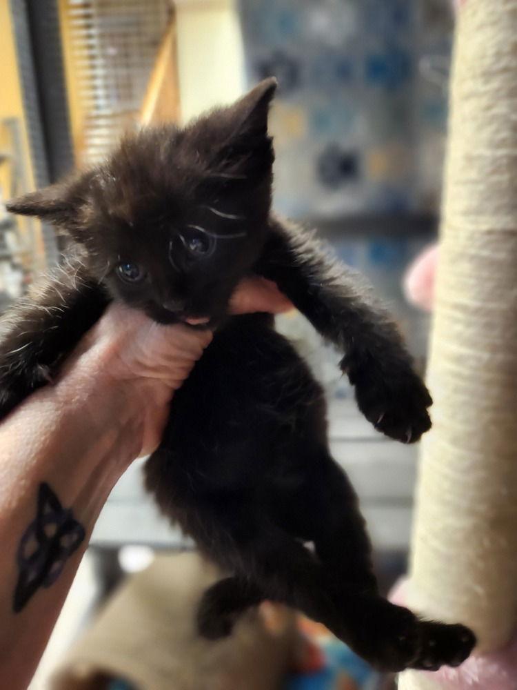 Enlarge Honey Pie, a Adoptable Domestic Short Hair in O'Fallon, MO image 1/3