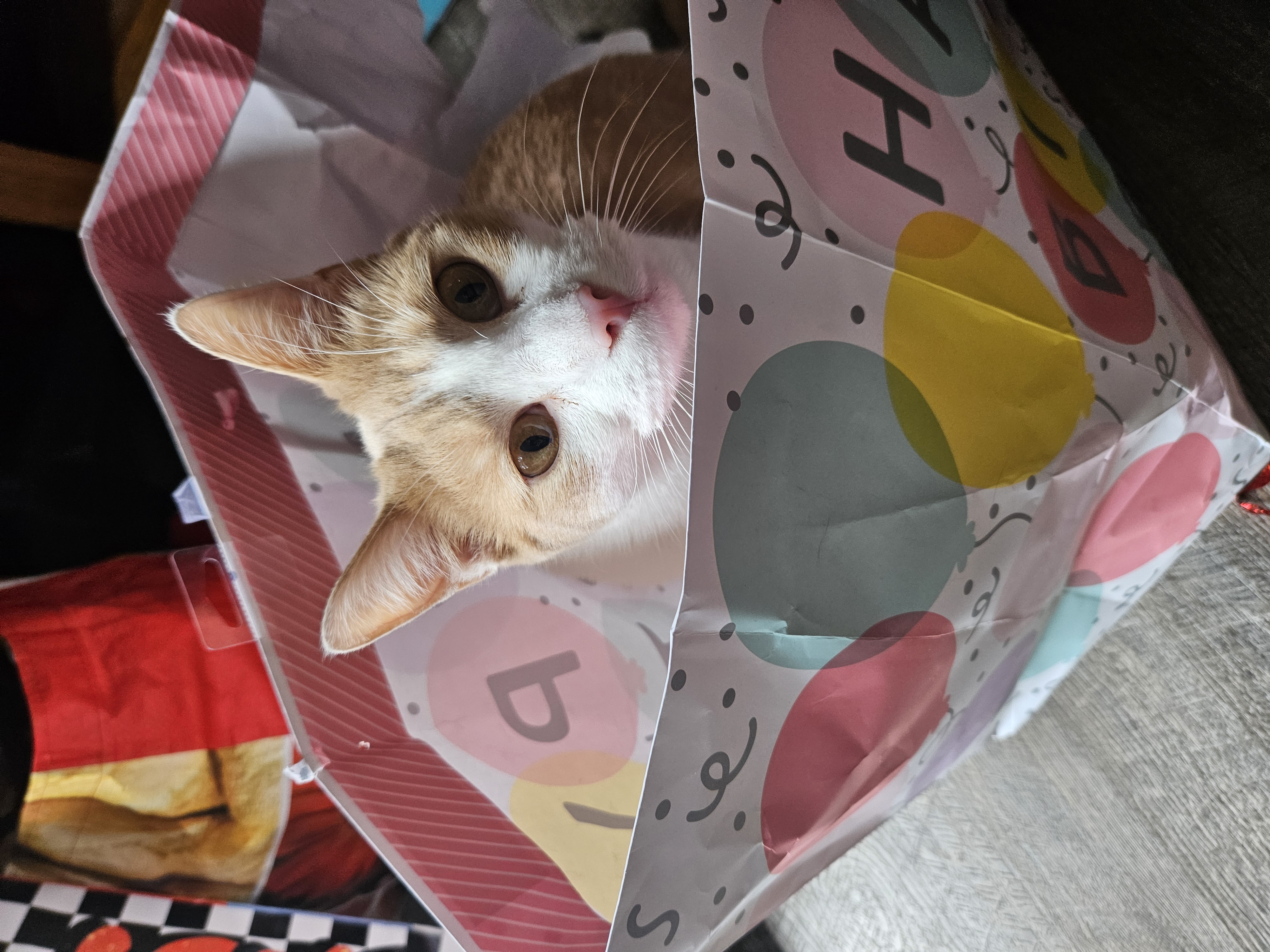 Enlarge Butterscotch, Nougat & Oreo, a Adoptable Domestic Short Hair in Stewart, MN image 3/6