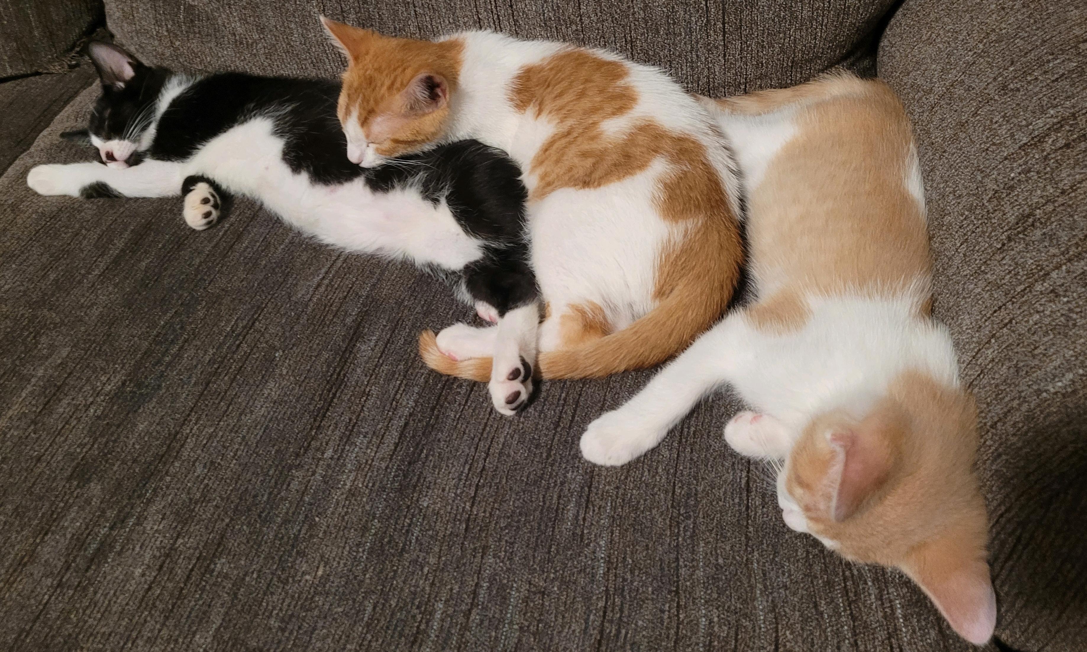 Enlarge Butterscotch, Nougat & Oreo, a Adoptable Domestic Short Hair in Stewart, MN image 1/6