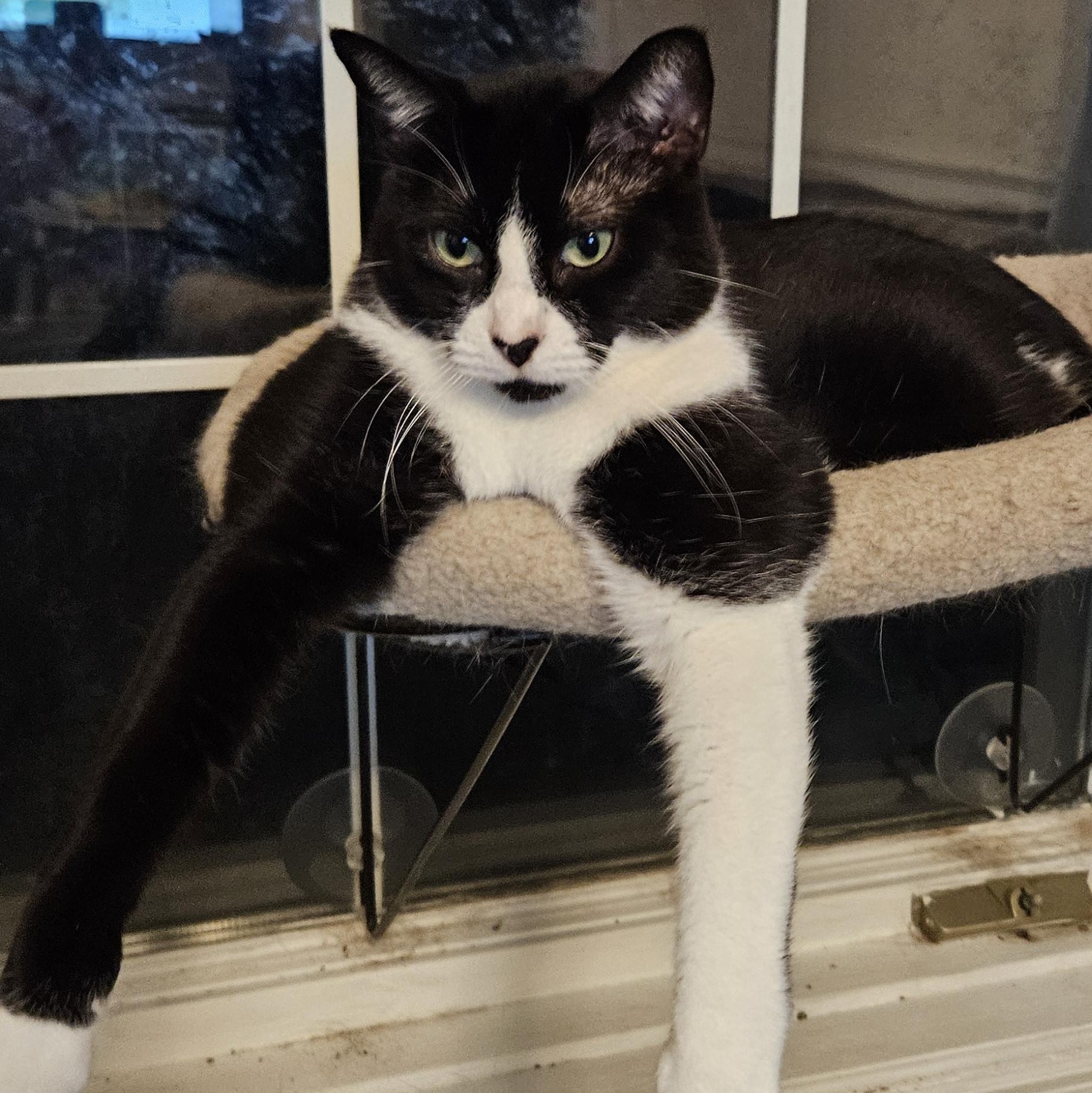 Enlarge Butterscotch, Nougat & Oreo, a Adoptable Domestic Short Hair in Stewart, MN image 5/6