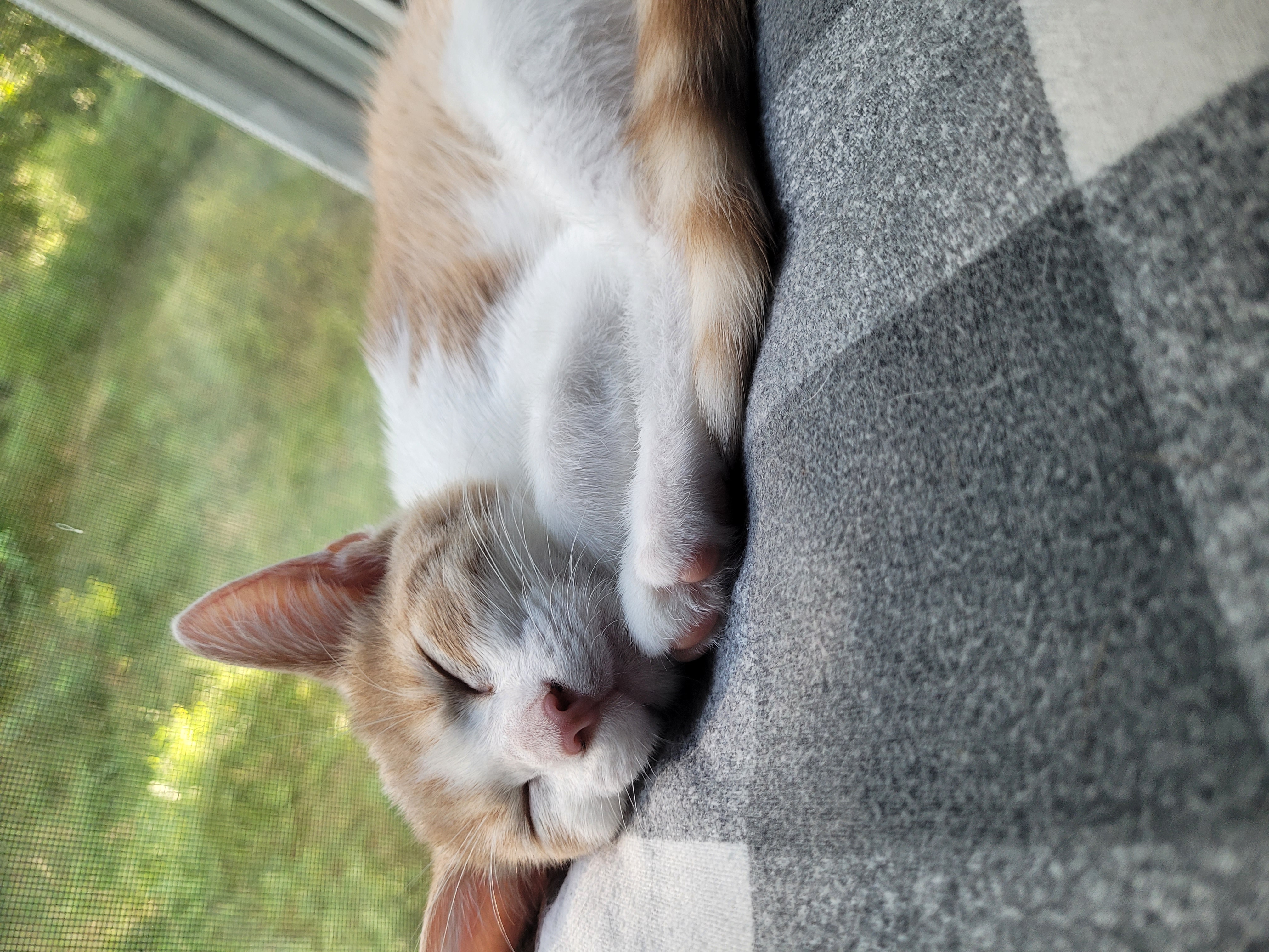 Enlarge Butterscotch, Nougat & Oreo, a Adoptable Domestic Short Hair in Stewart, MN image 6/6