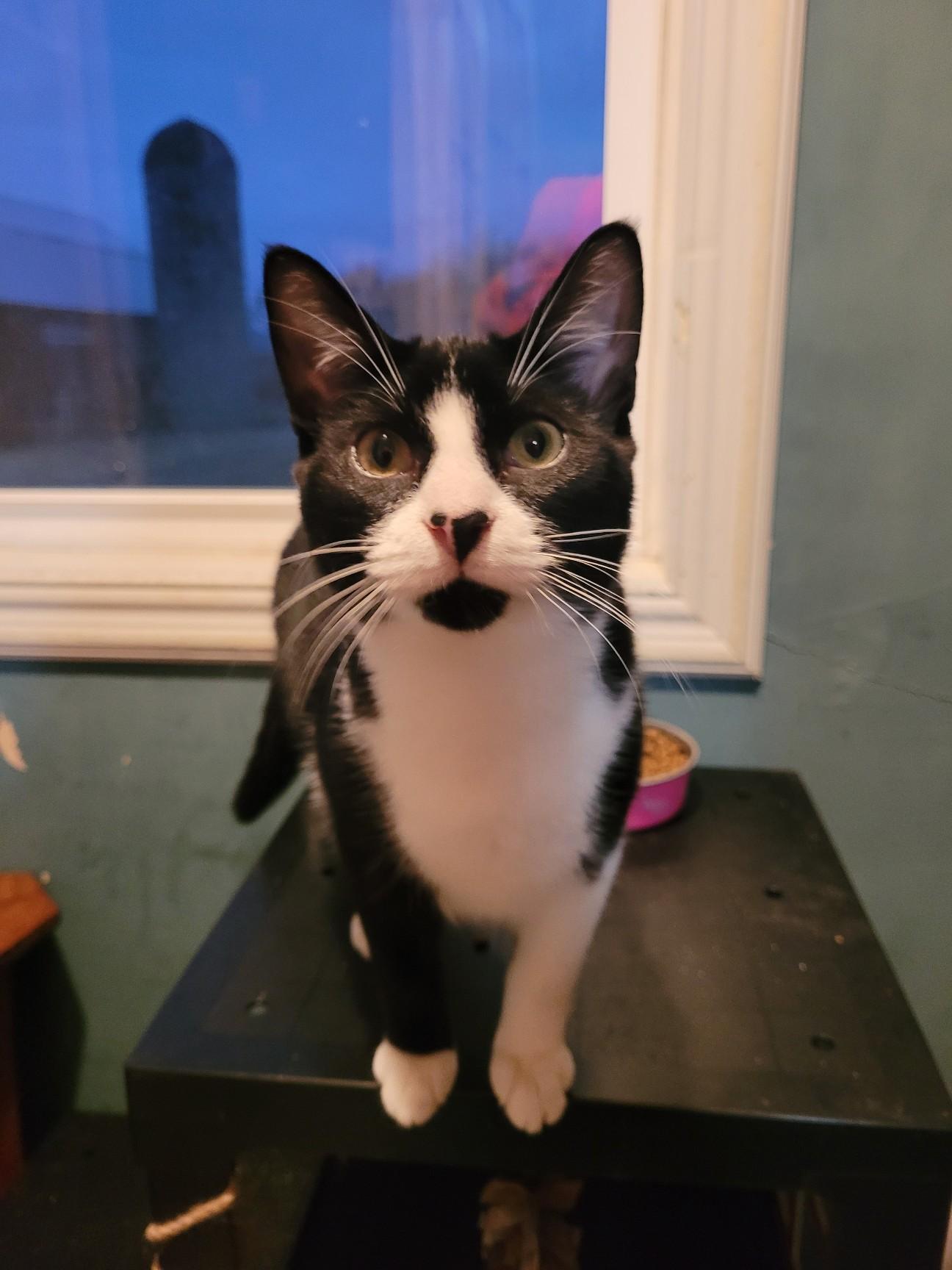 Enlarge Butterscotch, Nougat & Oreo, a Adoptable Domestic Short Hair in Stewart, MN image 2/6