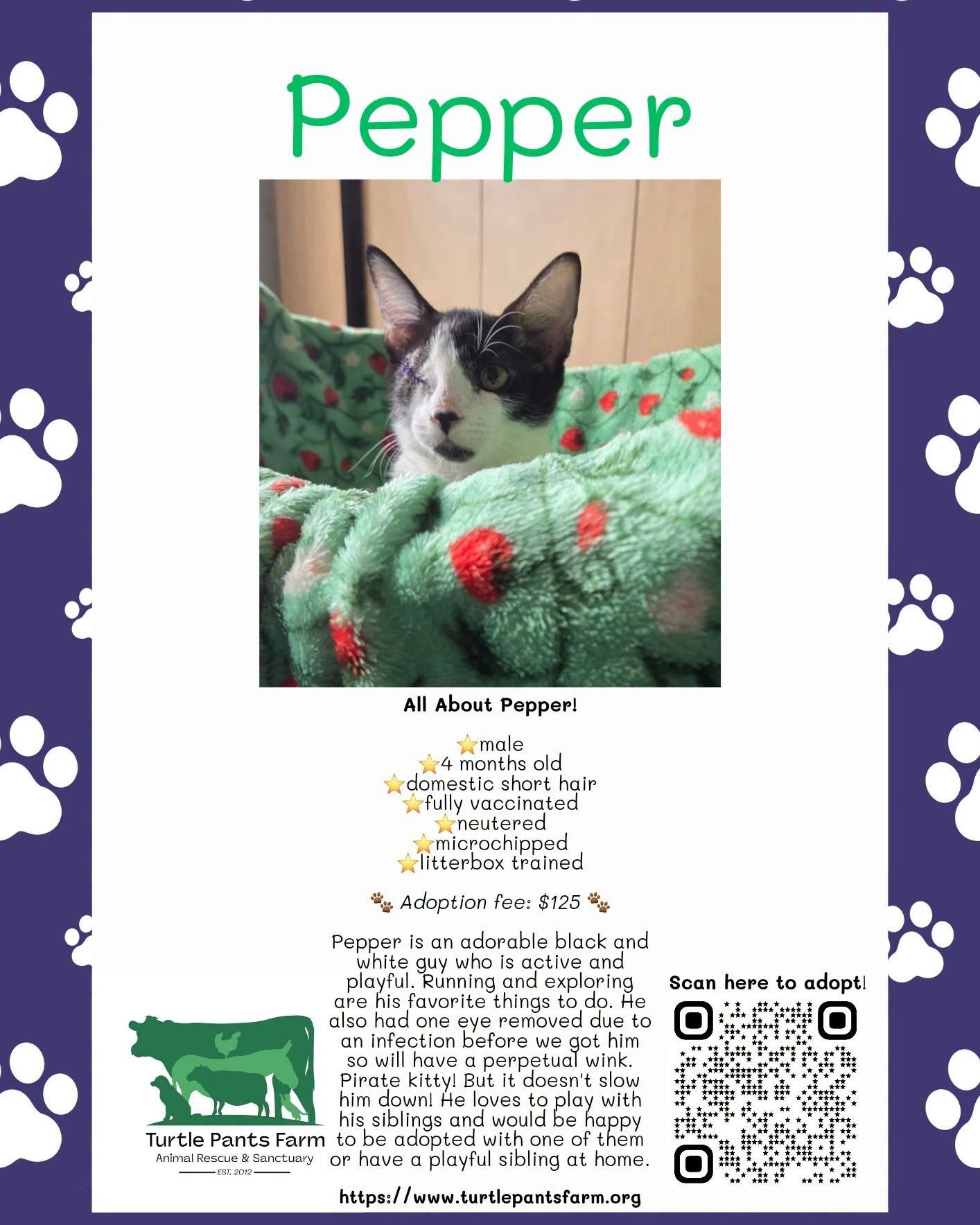 Enlarge Pepper, a Adoptable Domestic Short Hair in Pittsboro, NC image 2/2