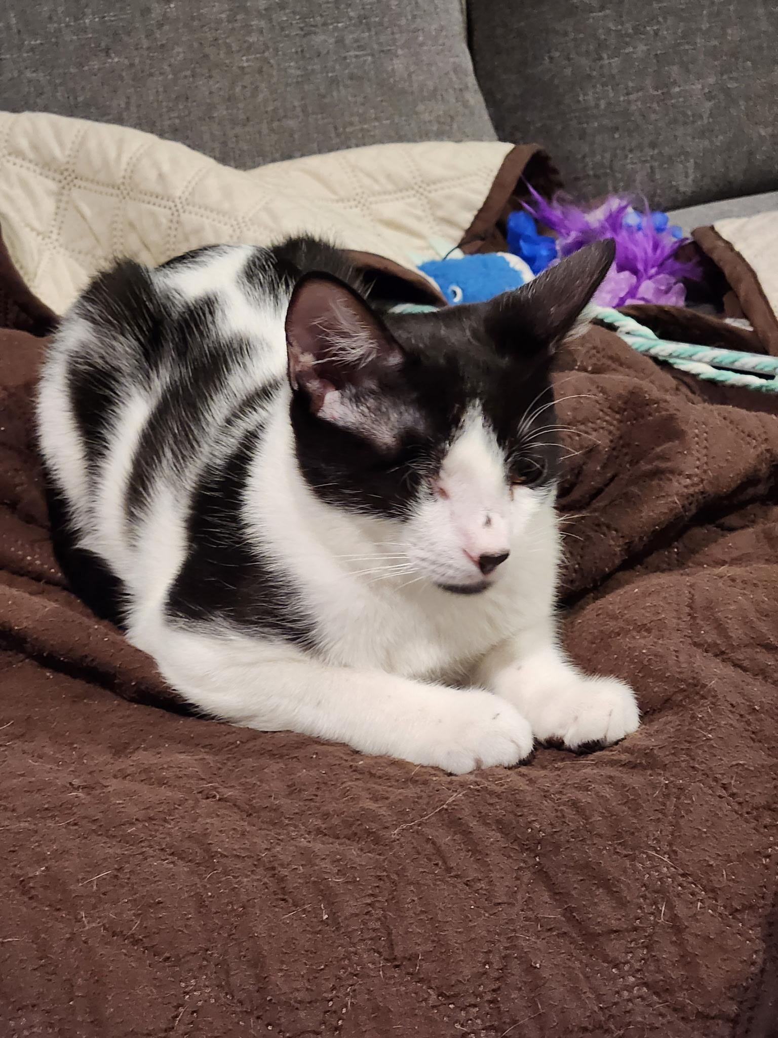 Pepper, Adoptable, Young Male Domestic Short Hair.
