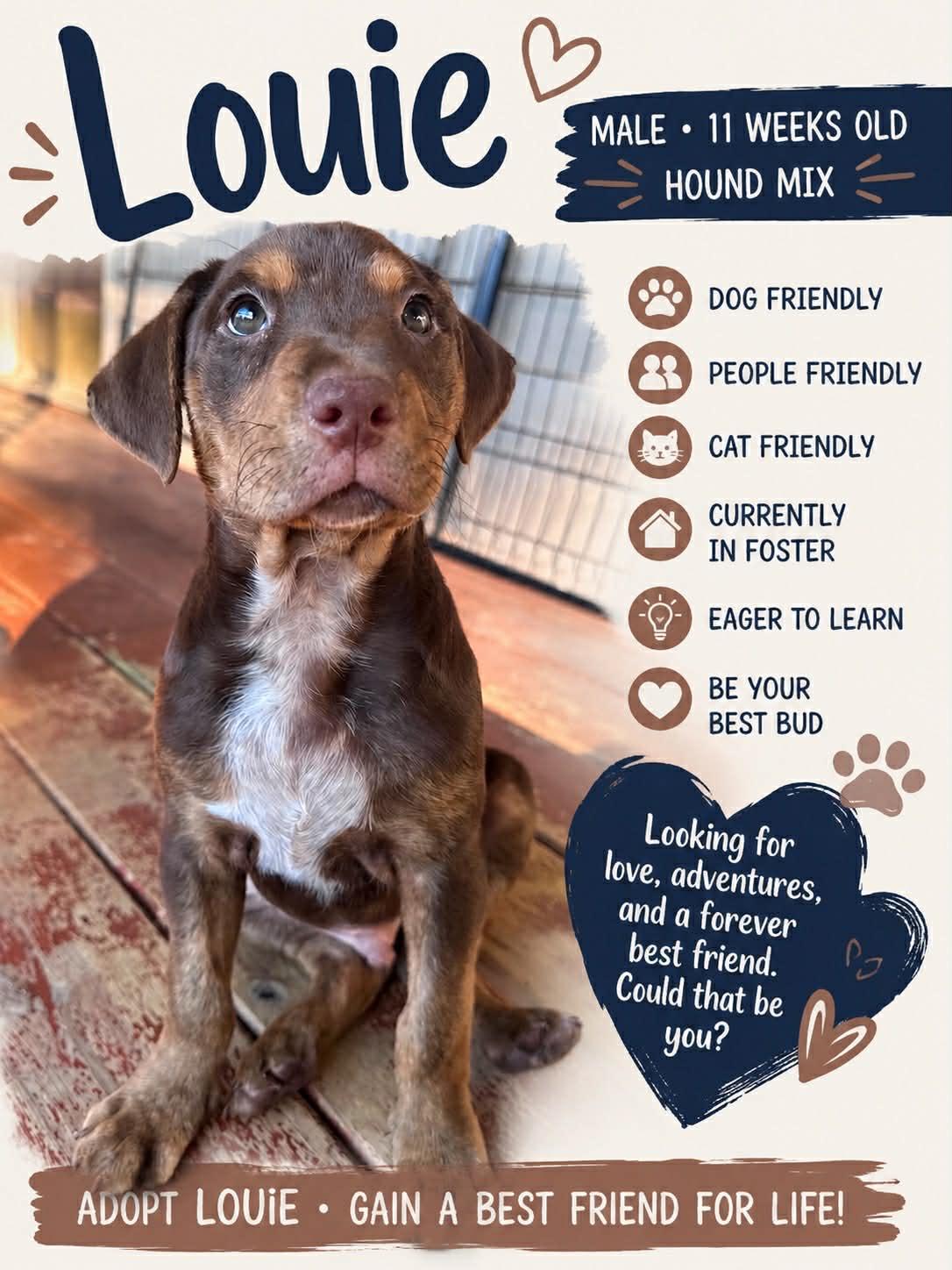 Louie, adopted, Puppy Male Mixed Breed.