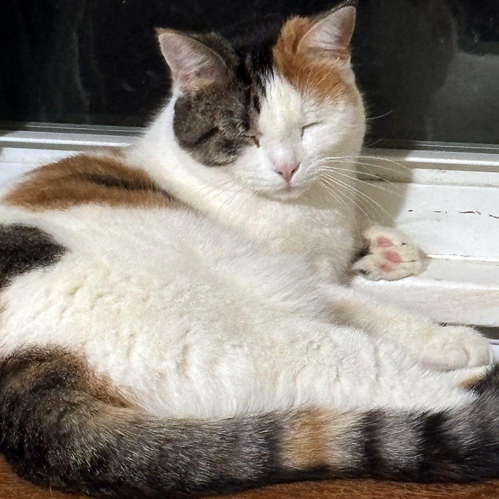 Meley, Young Female Domestic Short Hair