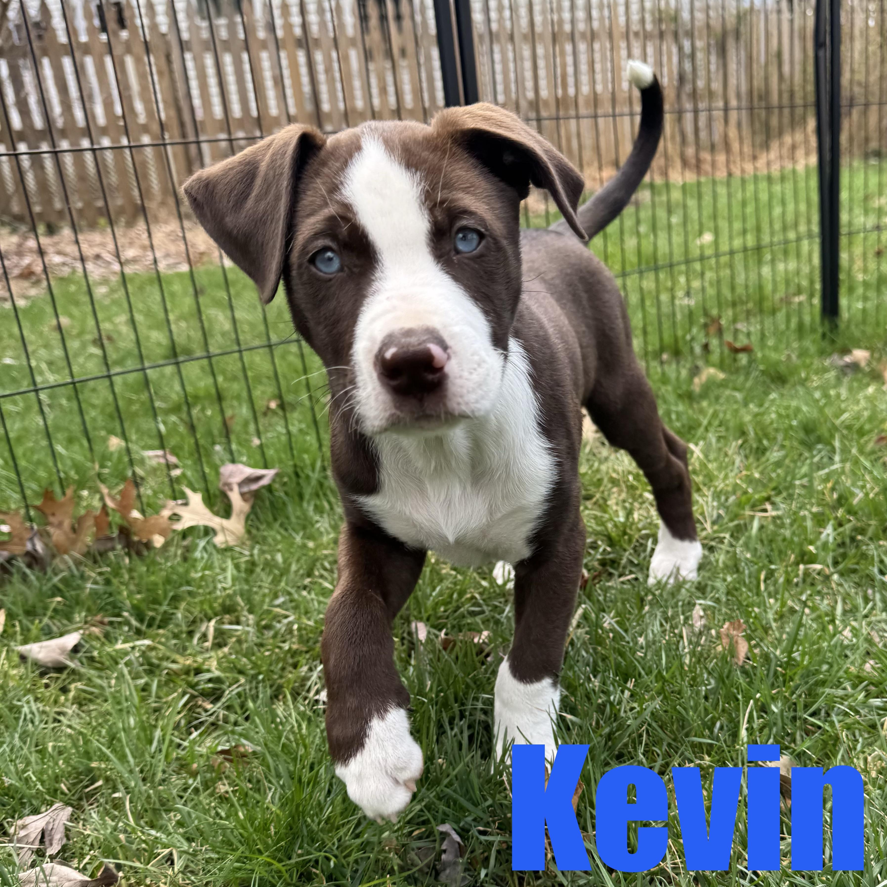 Kevin, adopted, Puppy Male Retriever & Terrier.