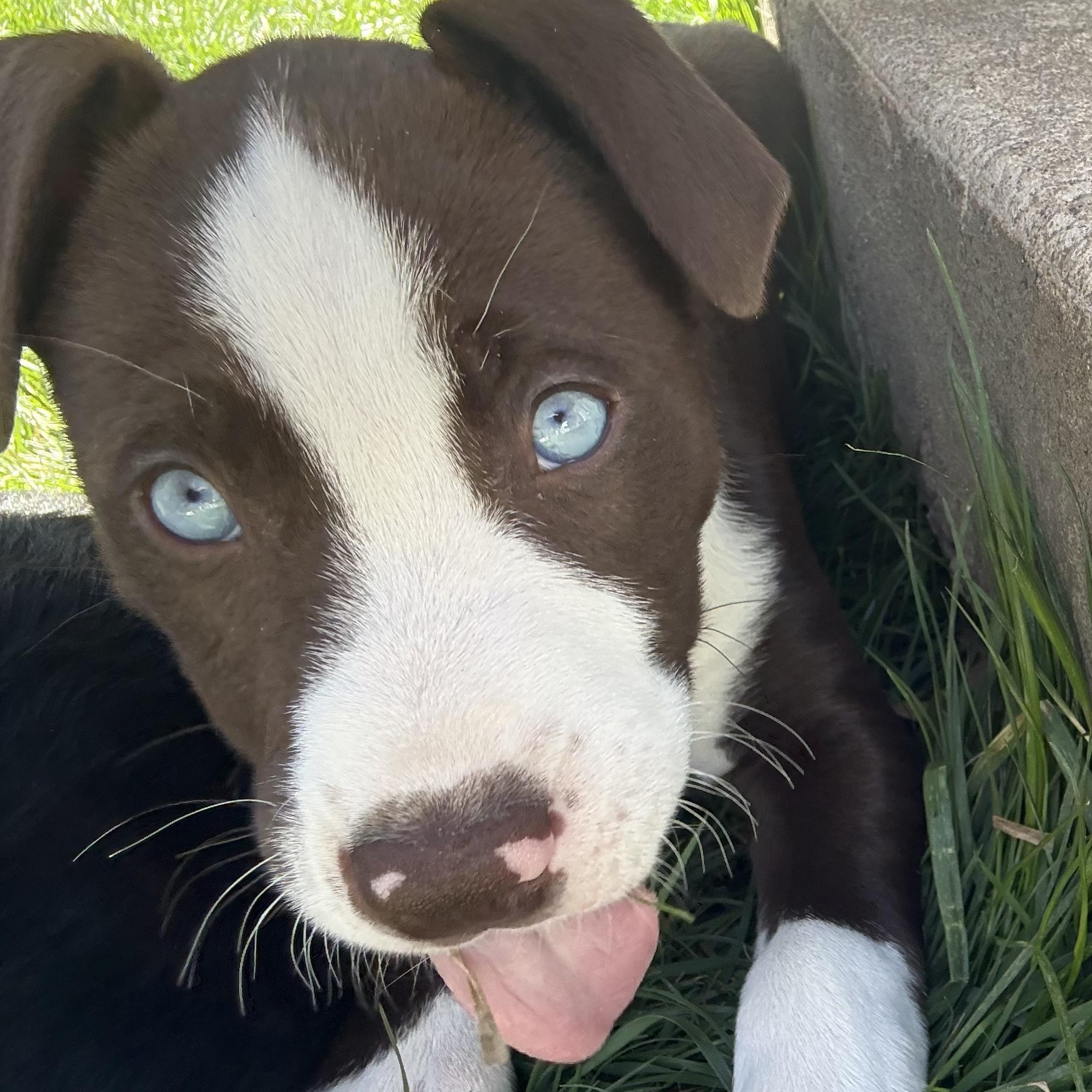 Enlarge Kevin, an adopted mixed breed in Ellicott City, MD image 3/6