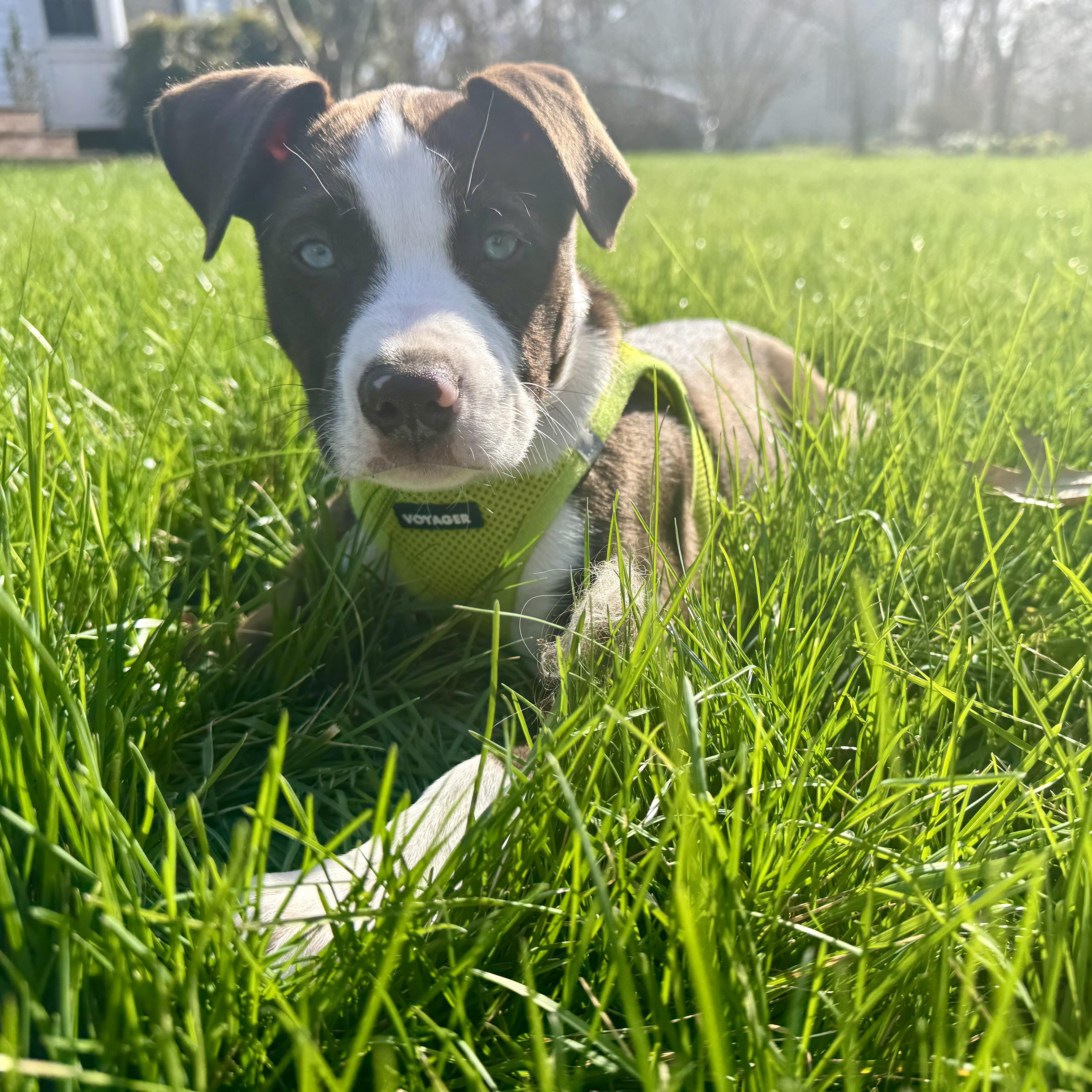 Enlarge Kevin, an adopted mixed breed in Ellicott City, MD image 4/6