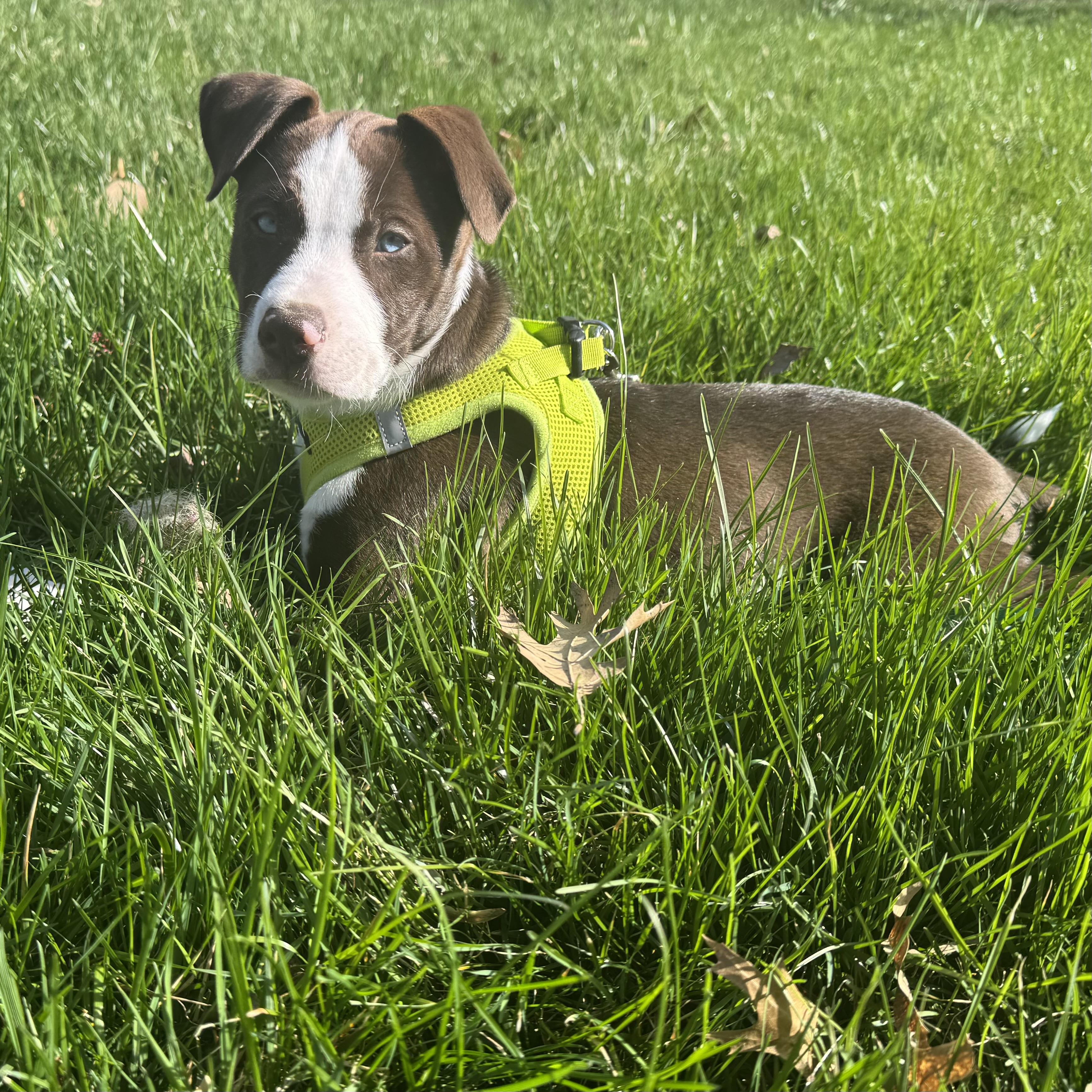 Enlarge Kevin, an adopted mixed breed in Ellicott City, MD image 6/6