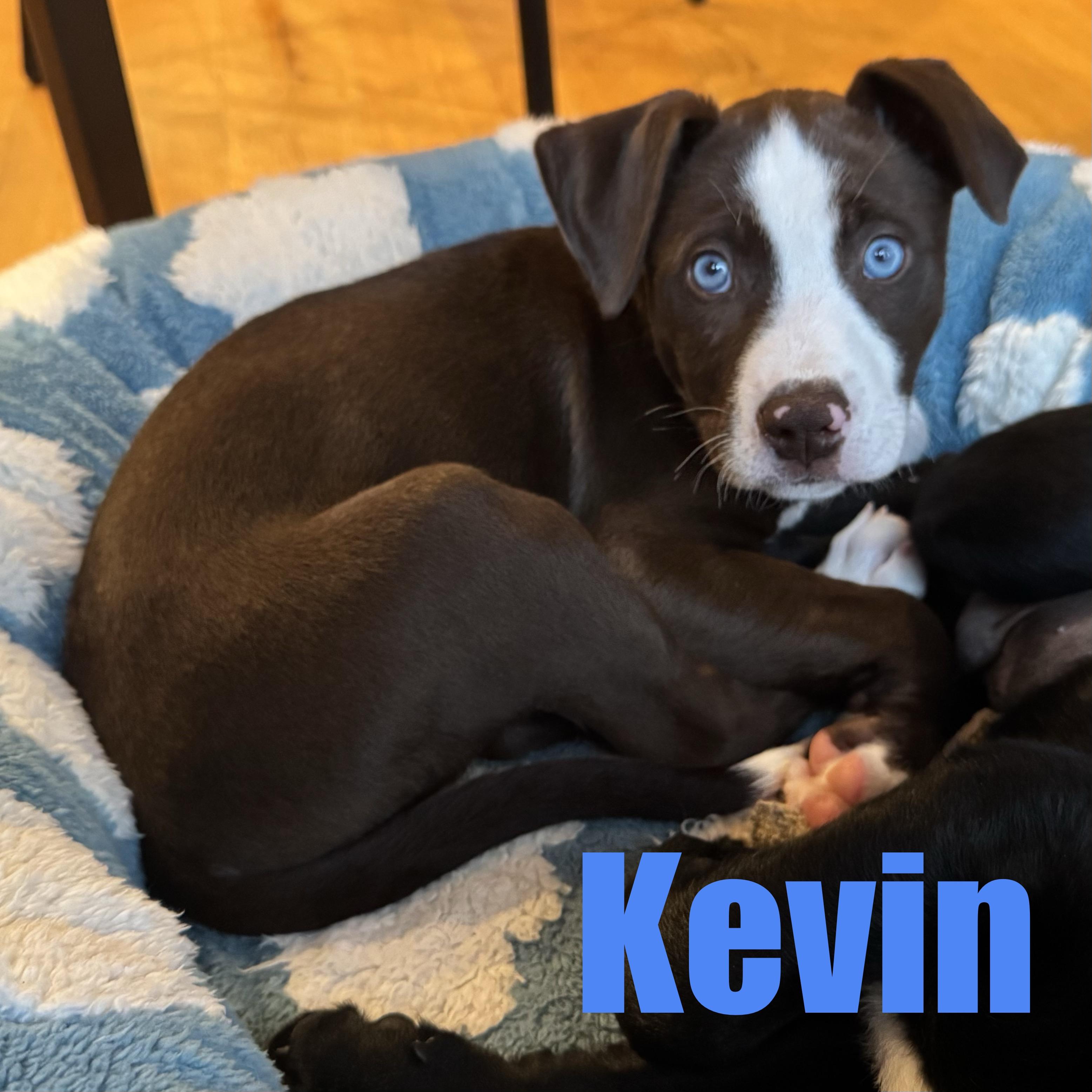 Enlarge Kevin, an adopted mixed breed in Ellicott City, MD image 2/6