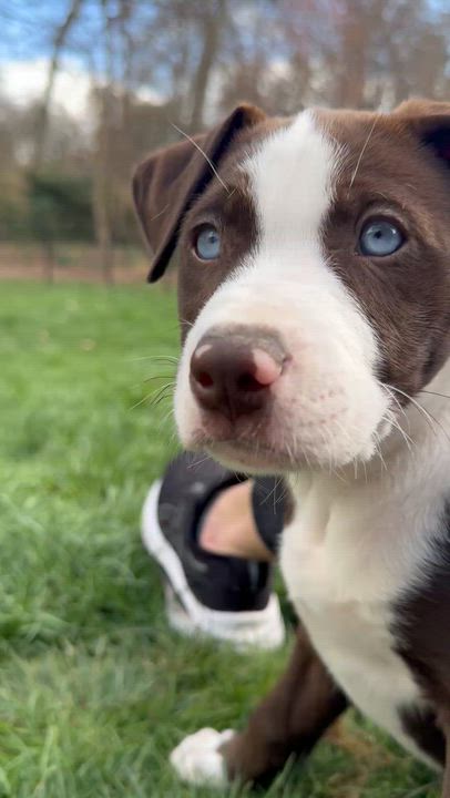 Enlarge Kevin, an adopted mixed breed in Ellicott City, MD video 5/6