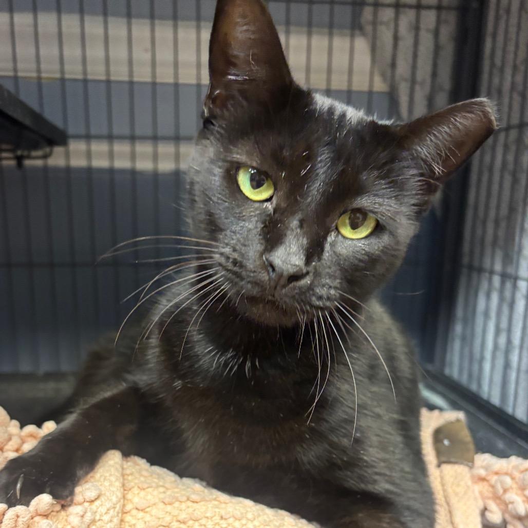 Peanut Butter, Adoptable, Adult Female Domestic Short Hair.