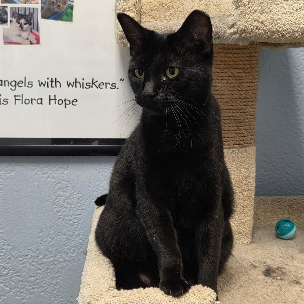 Enlarge Peanut Butter, a Adoptable Domestic Short Hair in Port Charlotte, FL image 2/3