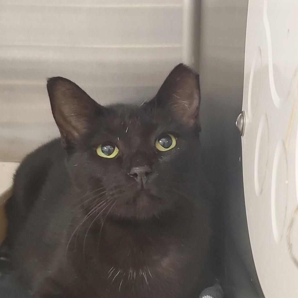 Enlarge Peanut Butter, a Adoptable Domestic Short Hair in Port Charlotte, FL image 2/2