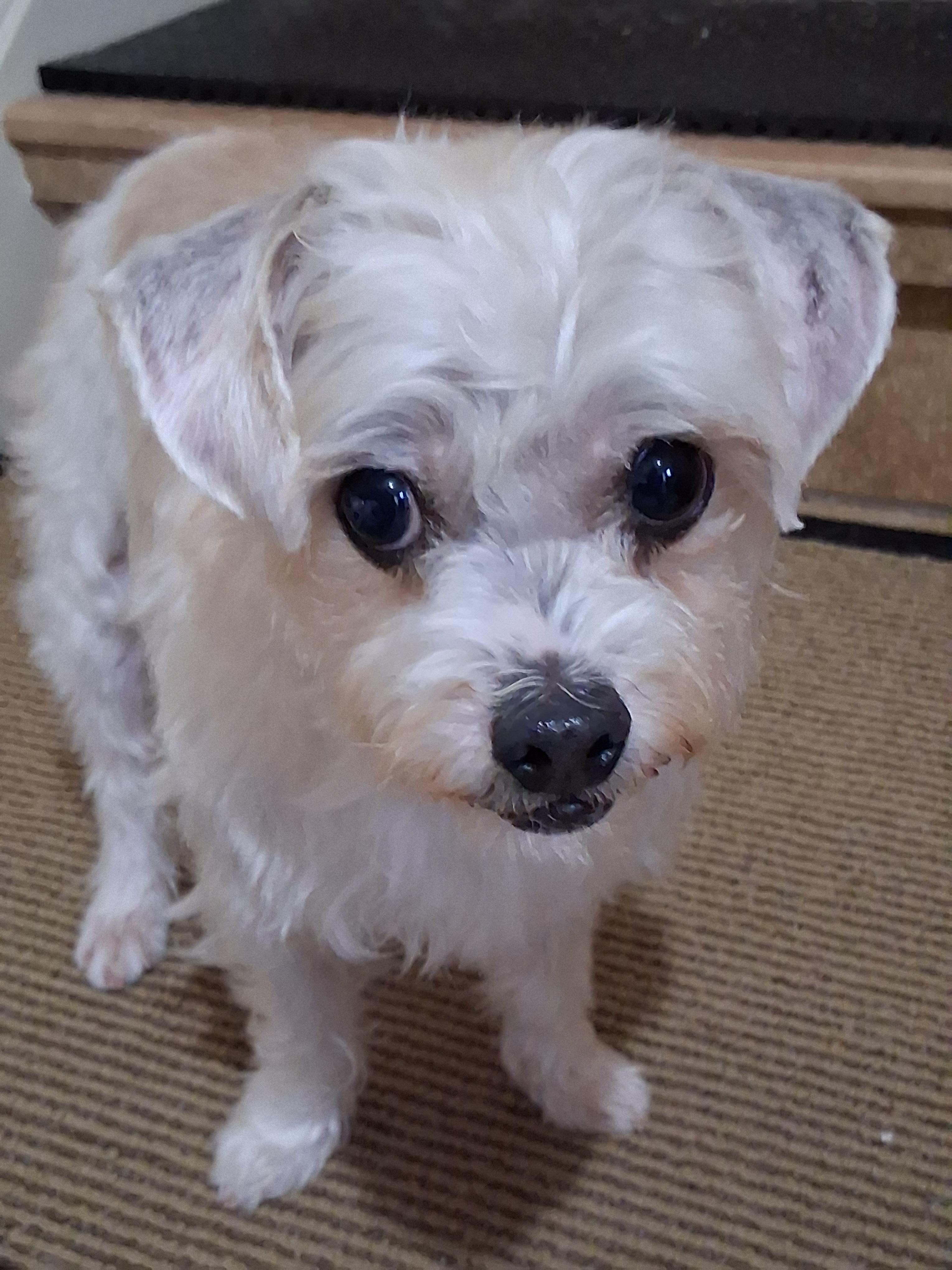 Millie