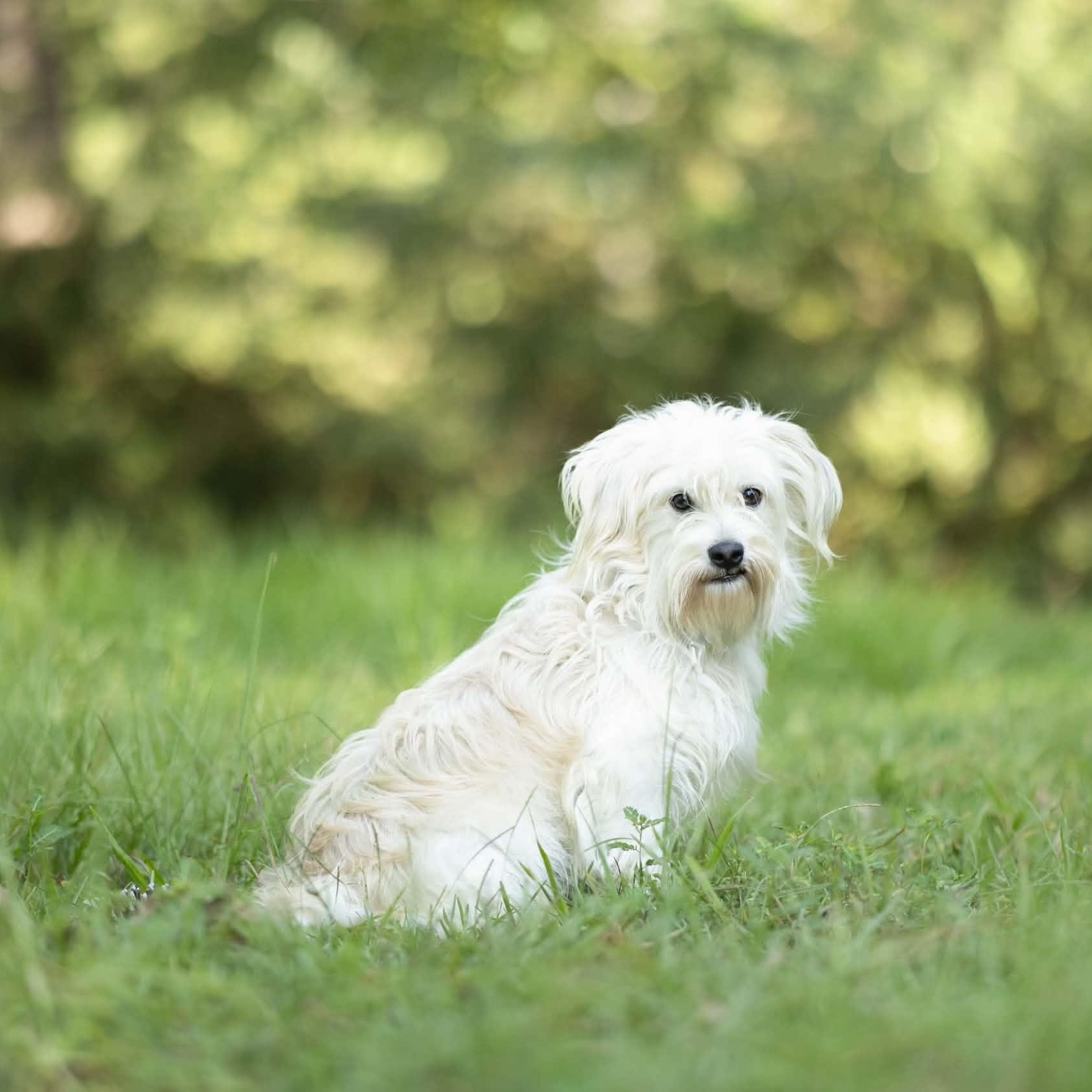 Toodles, Adopted, Young Male Maltese.