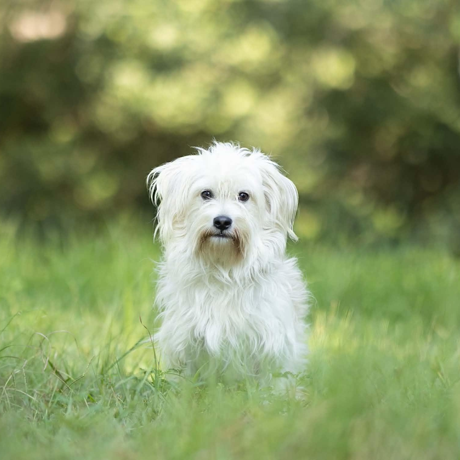 Enlarge Toodles, a Adopted mixed breed in Enfield, CT image 3/4