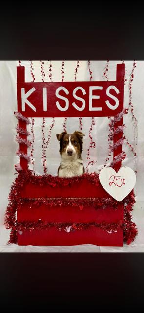Enlarge Cedar, a ADOPTABLE Australian Shepherd in Oklahoma City, OK image 4/4