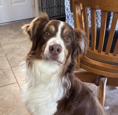 Enlarge Cedar, a ADOPTABLE Australian Shepherd in Oklahoma City, OK image 1/4