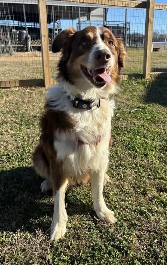 Cedar, a ADOPTABLE Australian Shepherd in Oklahoma City, OK image 2/2
