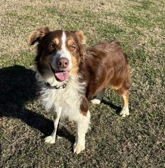 Cedar, a ADOPTABLE Australian Shepherd in Oklahoma City, OK image 1/2