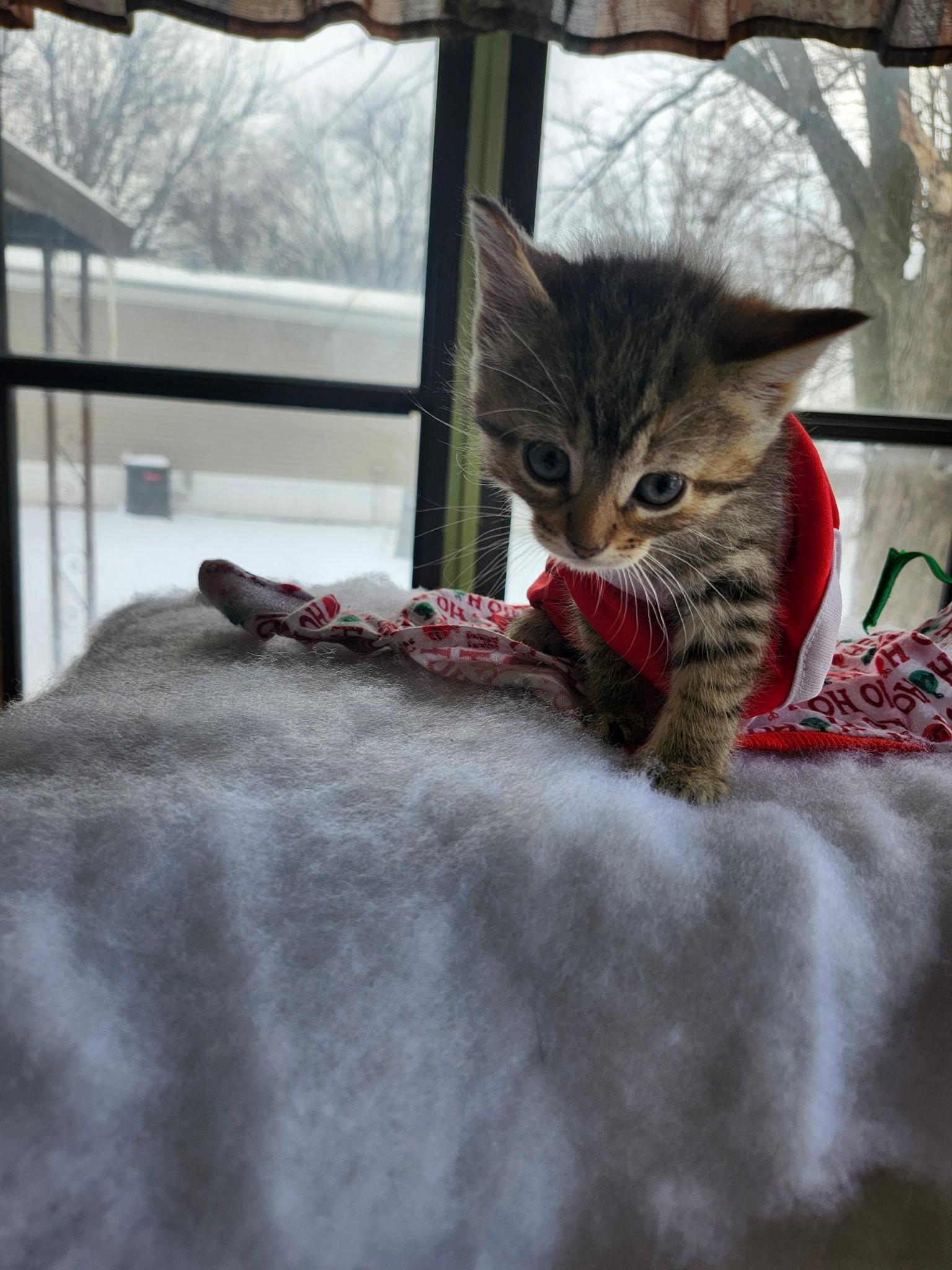 2 kittens, a hold Domestic Short Hair in Arlington Heights, IL image 3/3