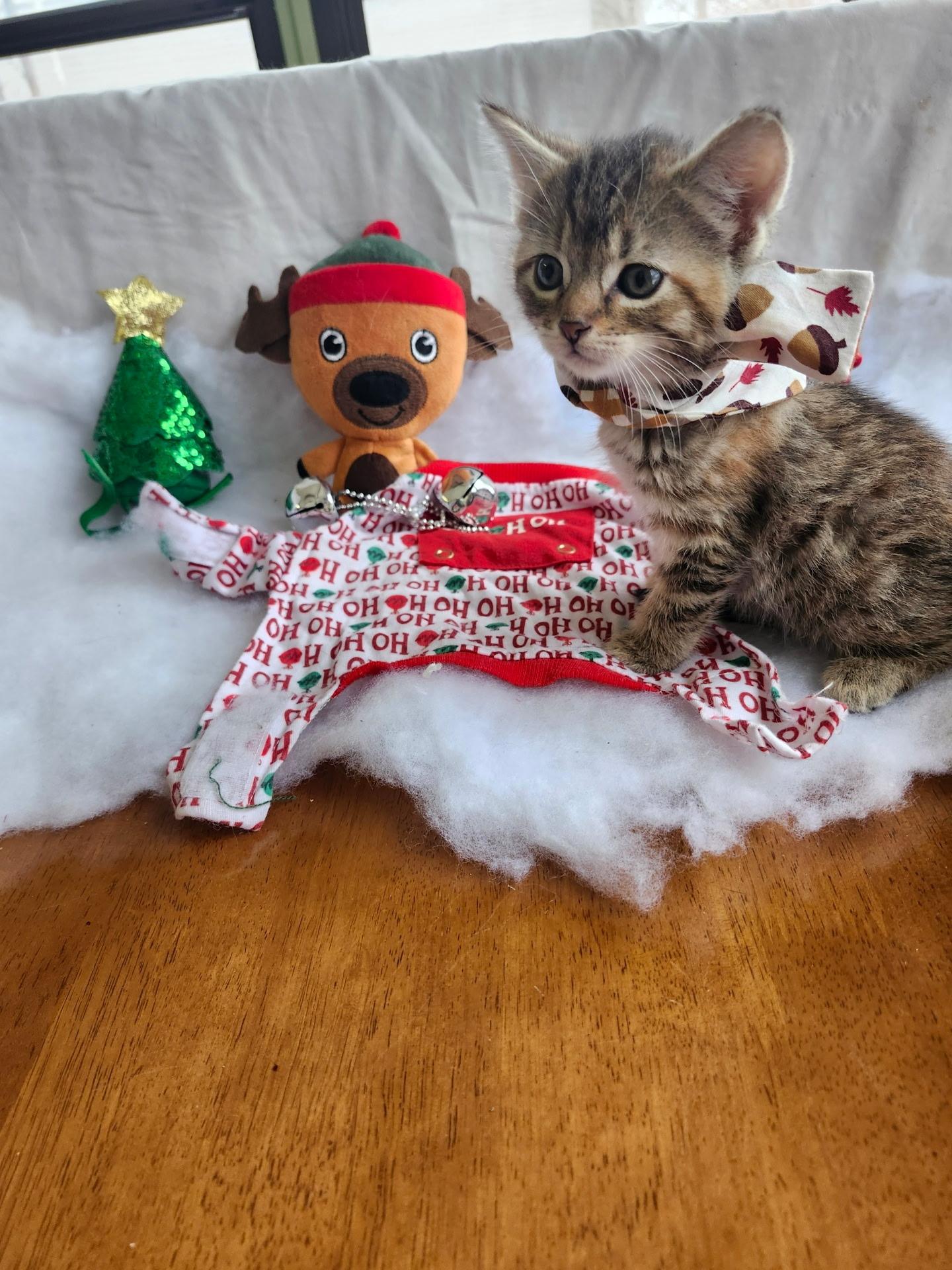 2 kittens, a hold Domestic Short Hair in Arlington Heights, IL image 2/3