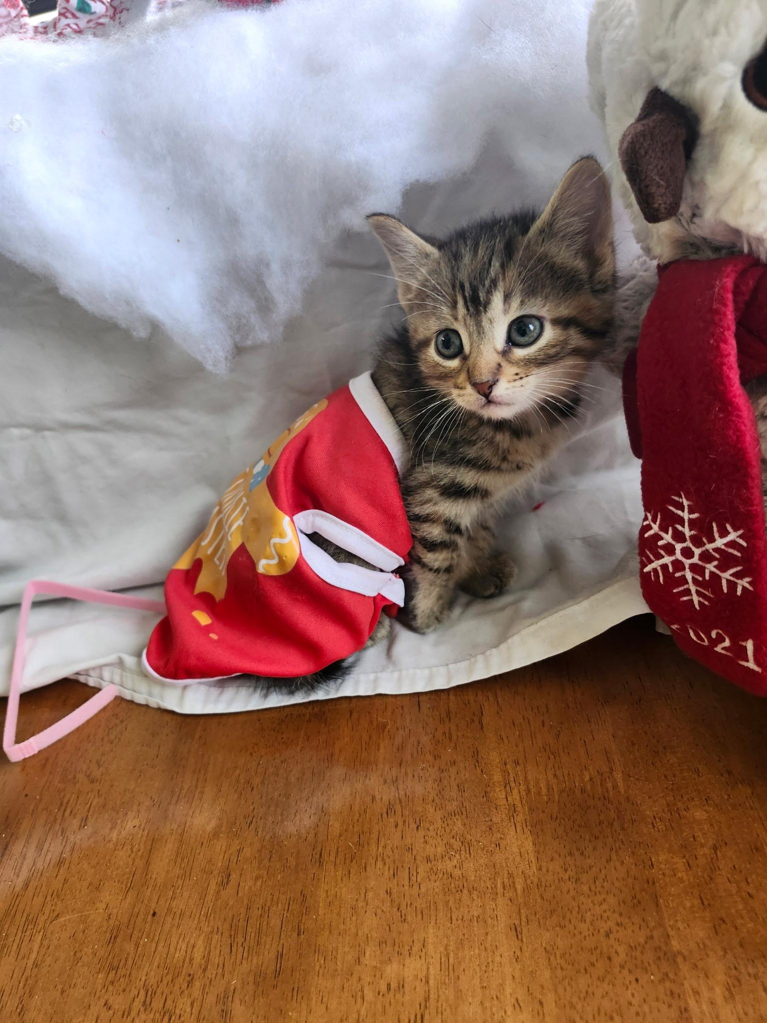 2 kittens, a hold Domestic Short Hair in Arlington Heights, IL image 1/3