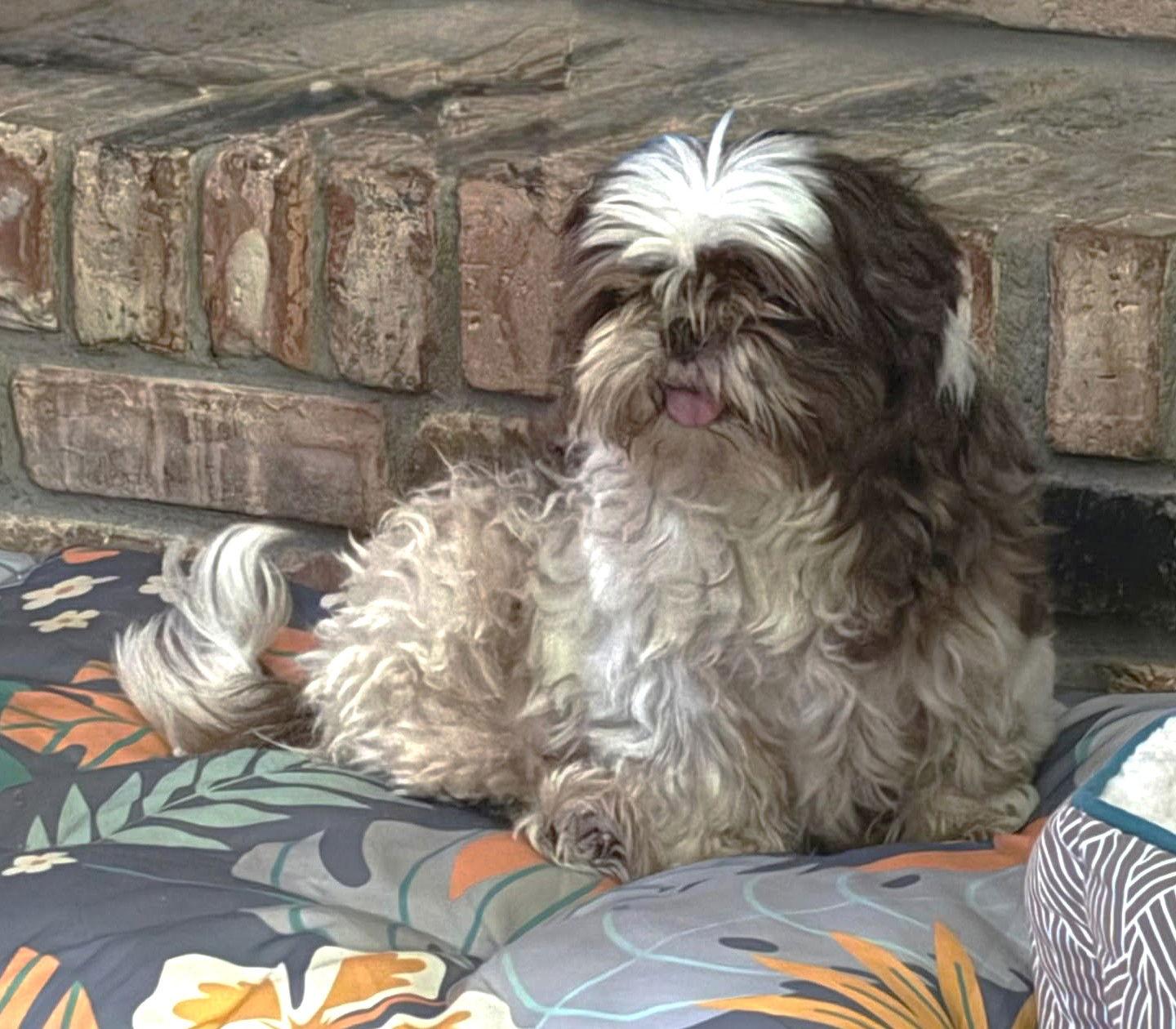 Giselle TX, Adoptable, Adult Female Shih Tzu.