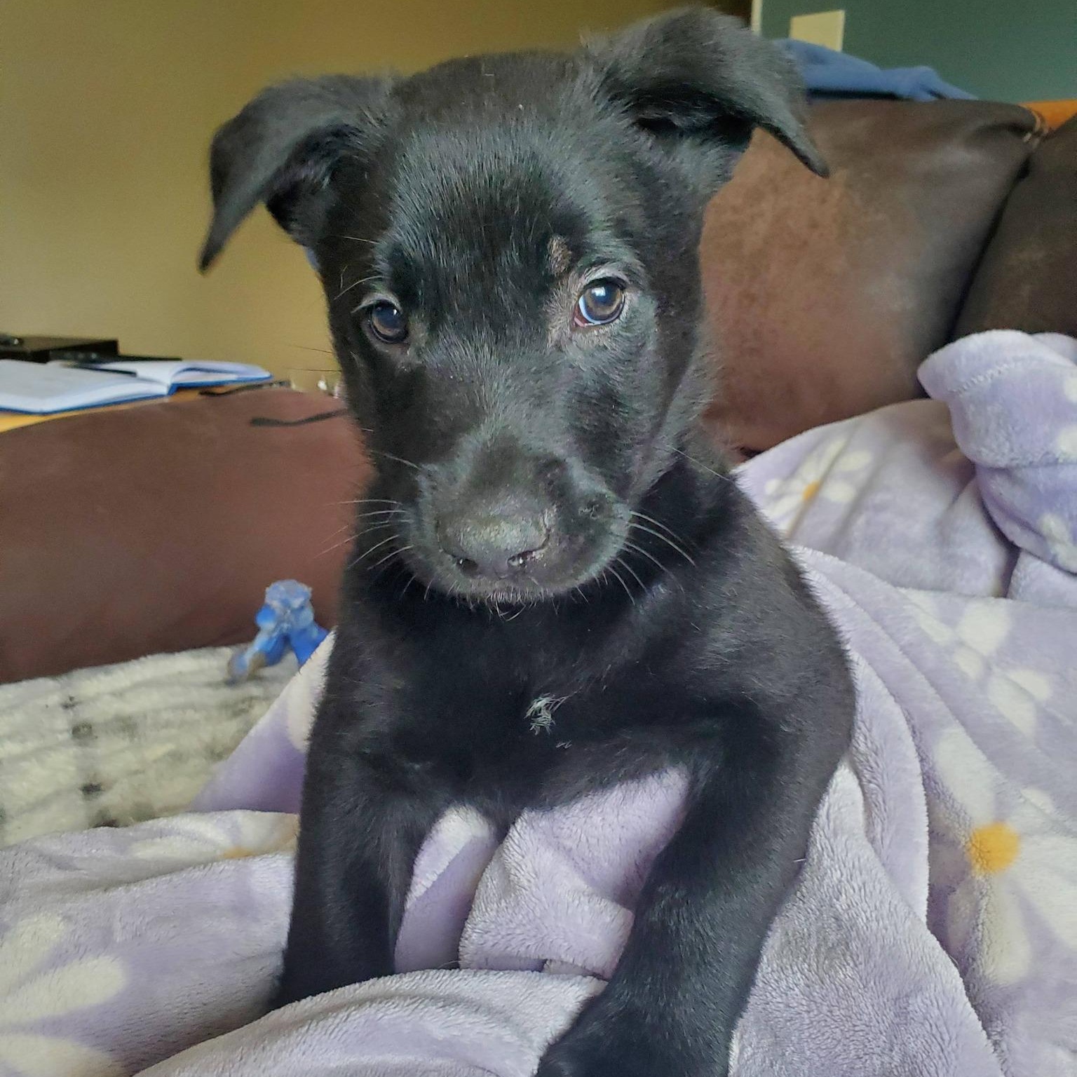 Storm - Pre Adoption, a Adoptable Belgian Shepherd / Malinois in Dayton, OH image 6/6