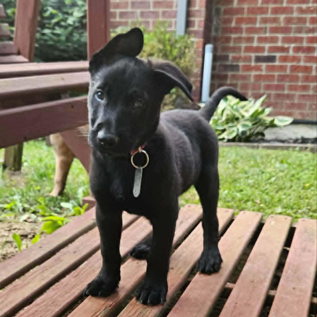 Storm - Pre Adoption, Adoptable, Puppy Male Belgian Shepherd / Malinois.