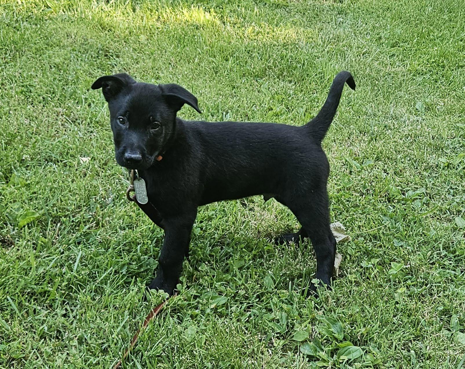 Storm - Pre Adoption, a Adoptable Belgian Shepherd / Malinois in Dayton, OH image 2/6