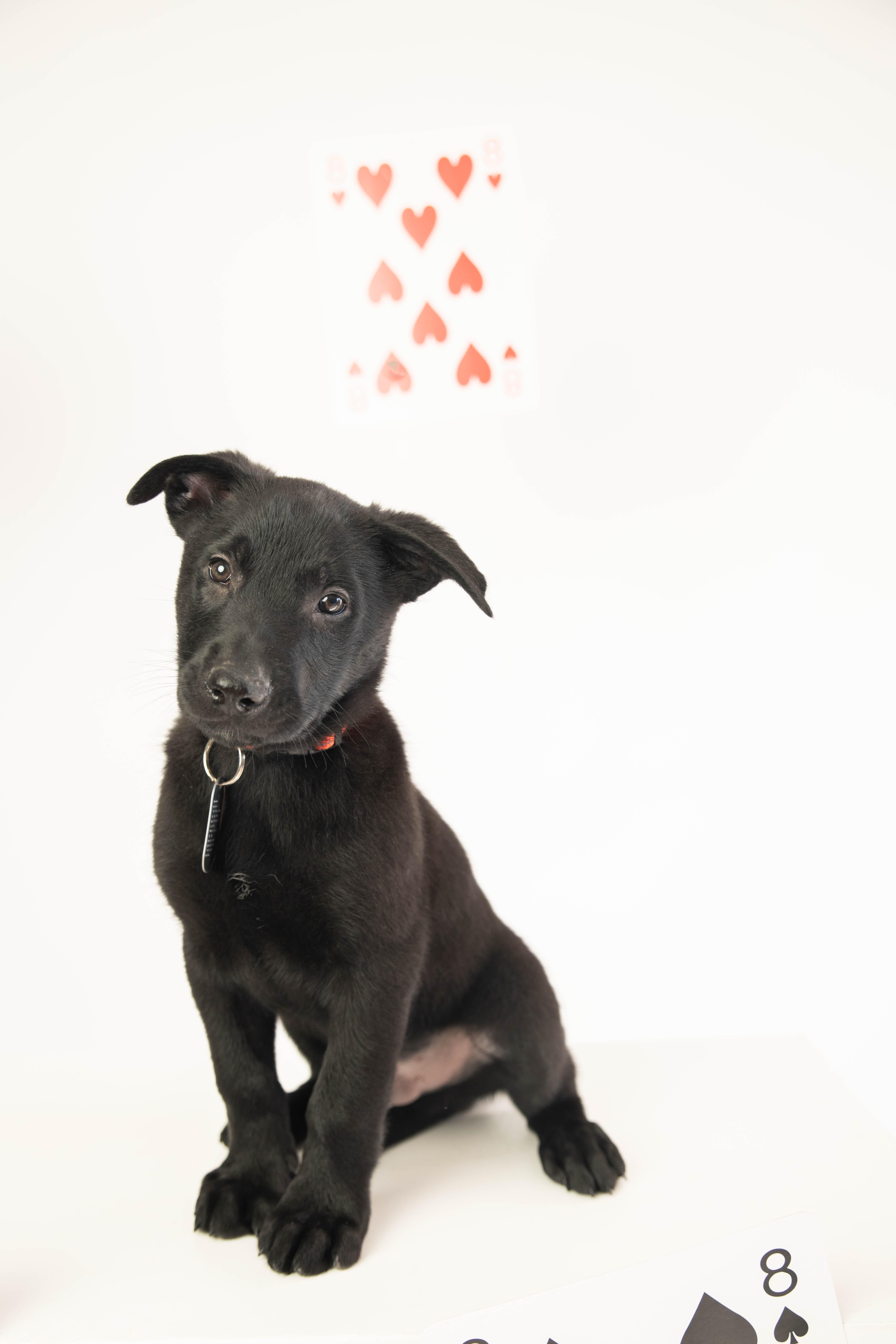 Storm - Pre Adoption, a Adoptable Belgian Shepherd / Malinois in Dayton, OH image 4/6