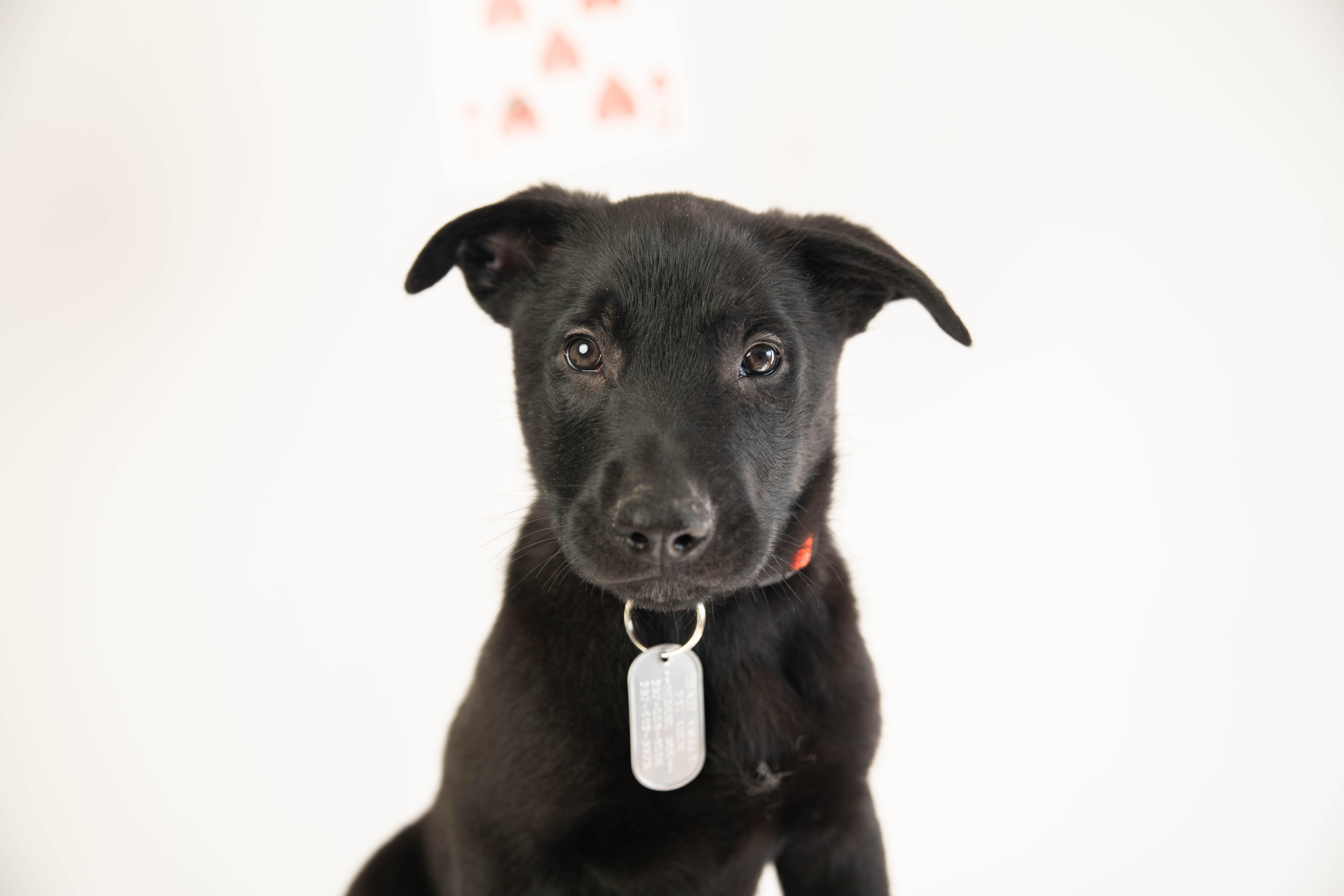 Storm - Pre Adoption, a Adoptable Belgian Shepherd / Malinois in Dayton, OH image 3/6