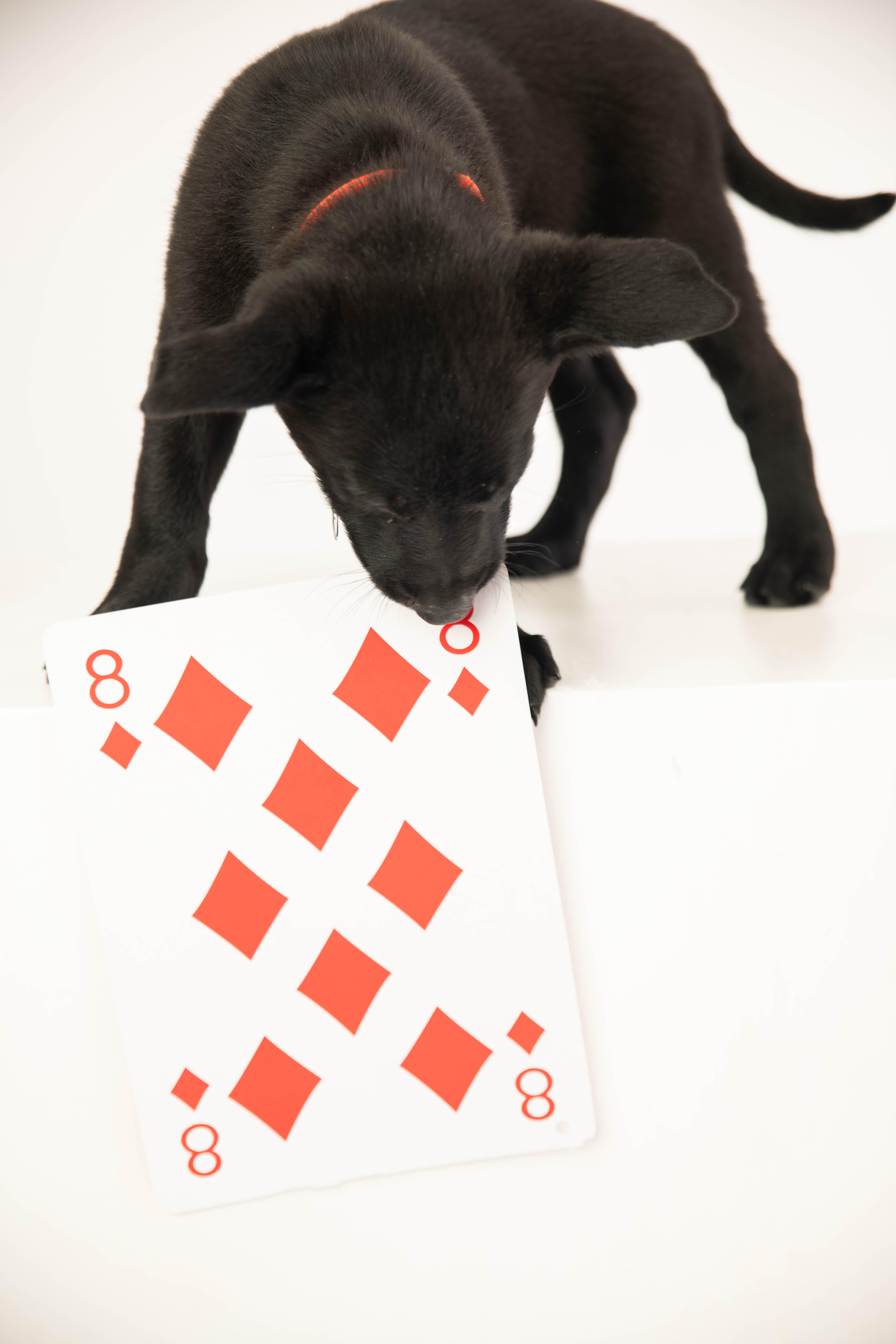 Storm - Pre Adoption, a Adoptable Belgian Shepherd / Malinois in Dayton, OH image 5/6
