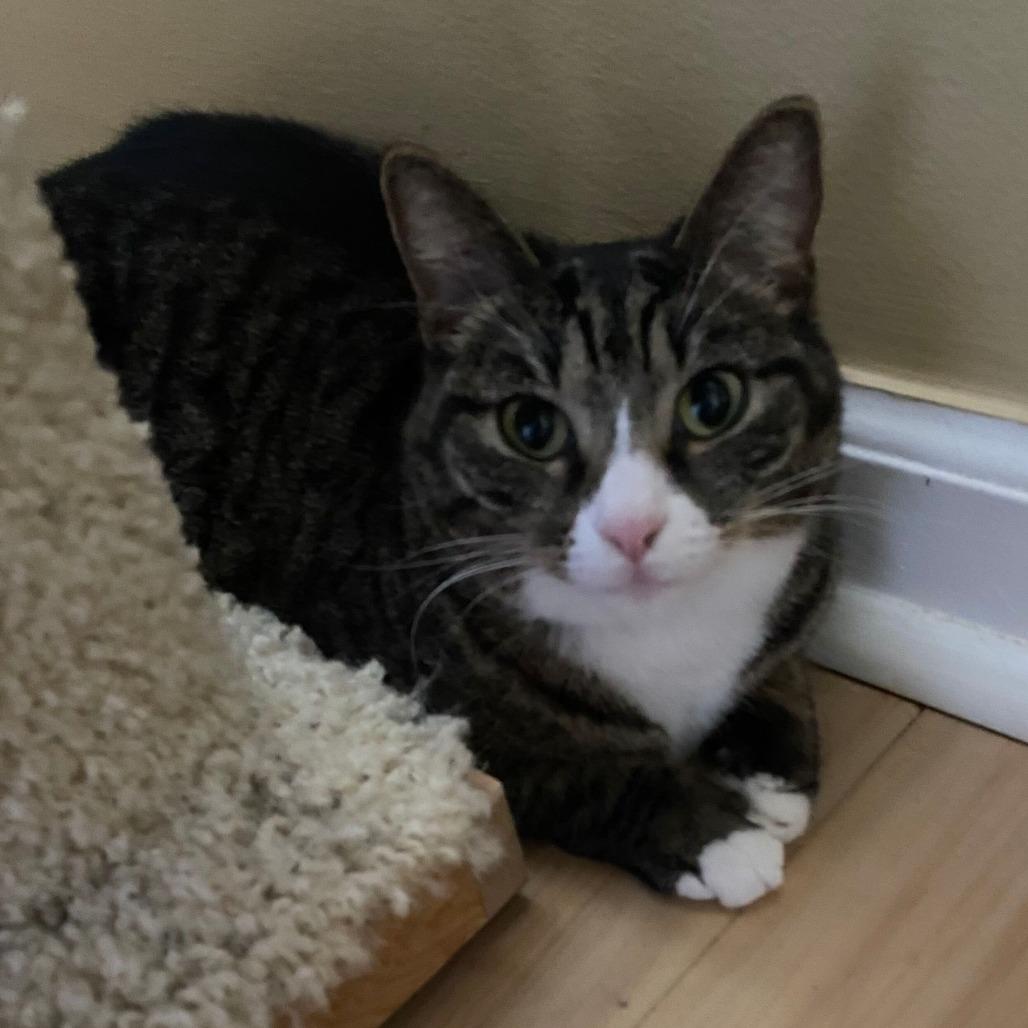 Enlarge Dixie, a Adoptable Domestic Short Hair in Boston, MA image 1/2