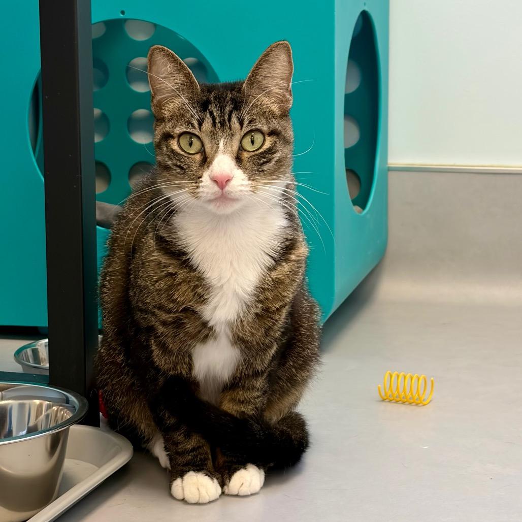 Enlarge Dixie, a Adoptable Domestic Short Hair in Boston, MA image 2/2